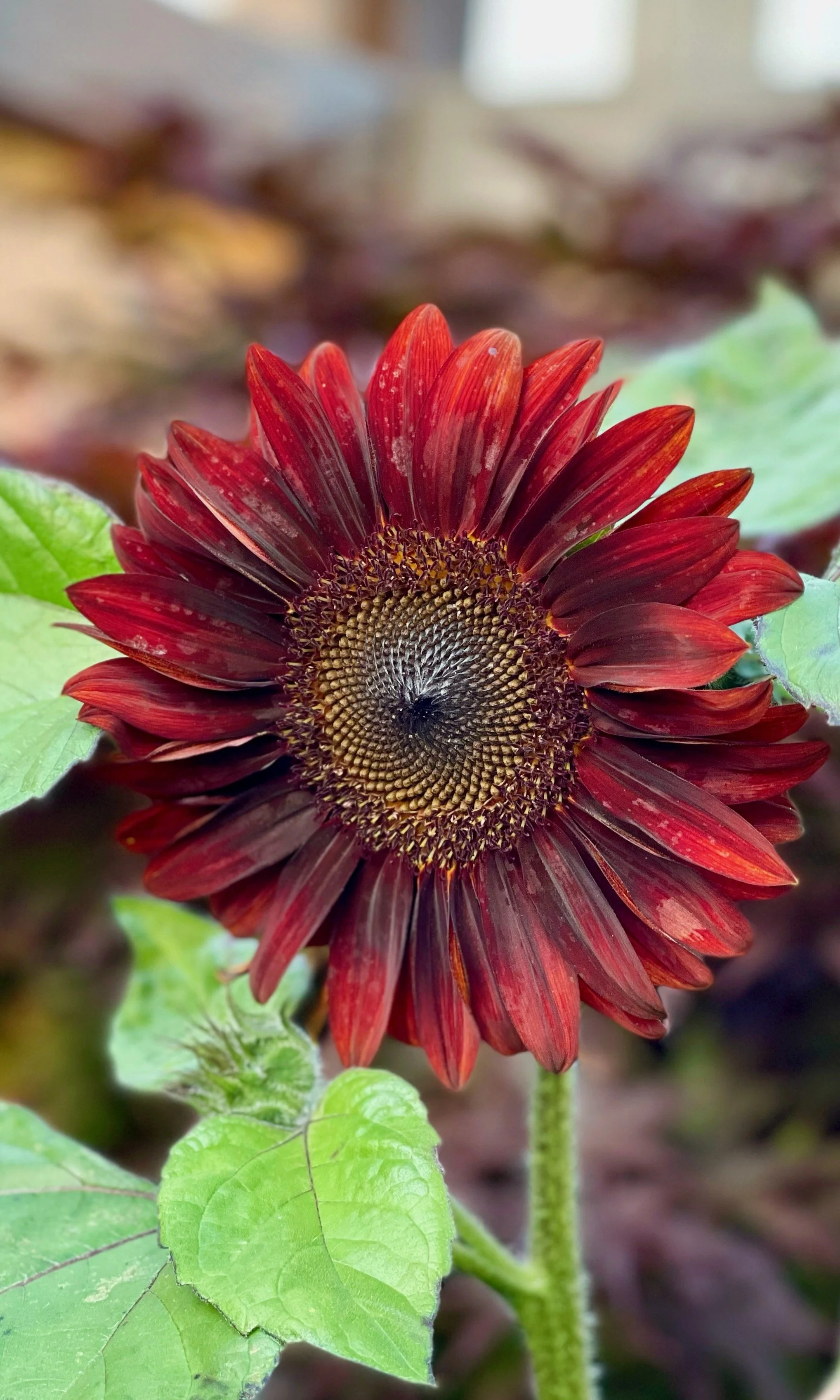 Sunflowers - 3 of 50.jpeg