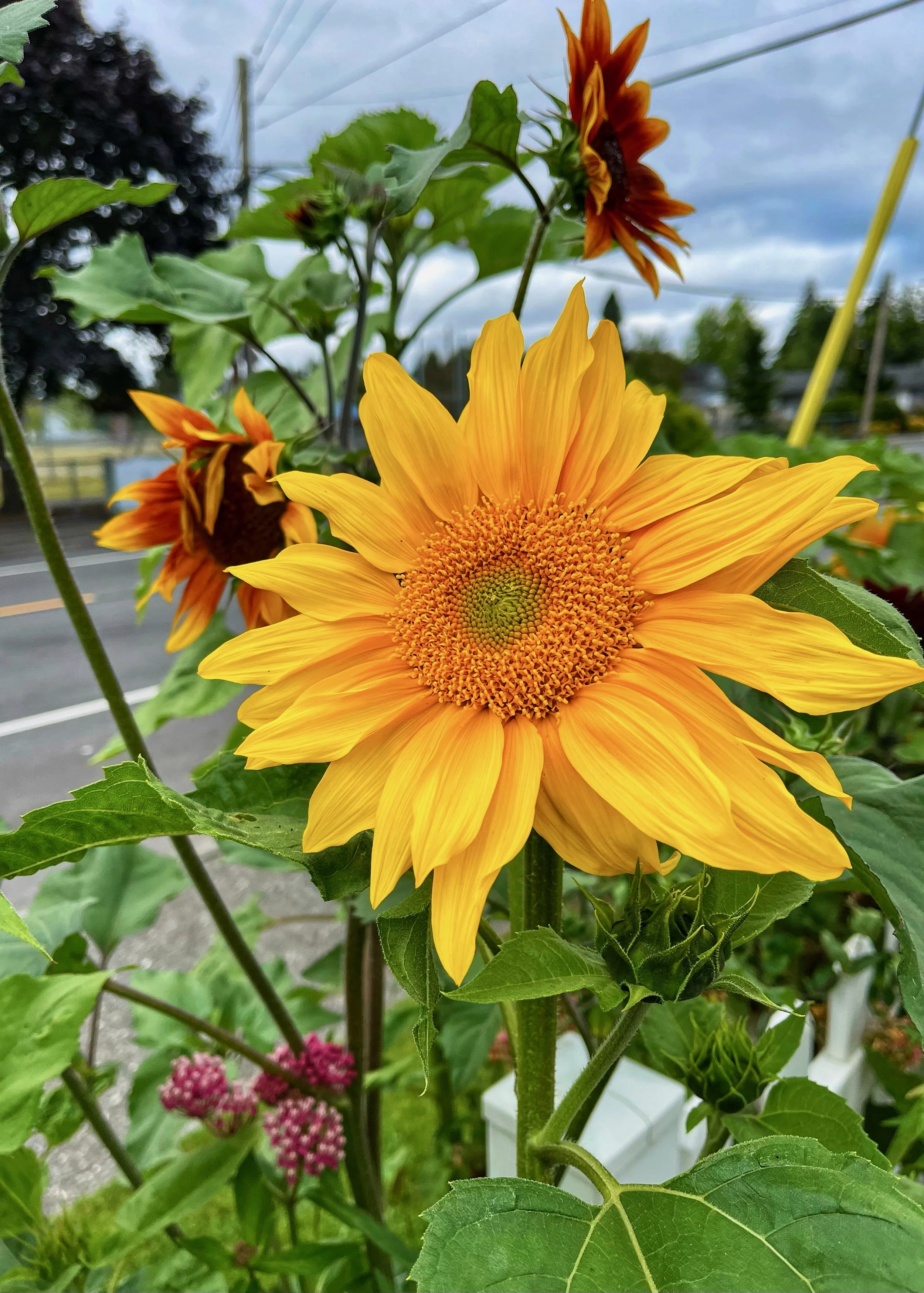 Sunflowers - 23 of 50.jpeg