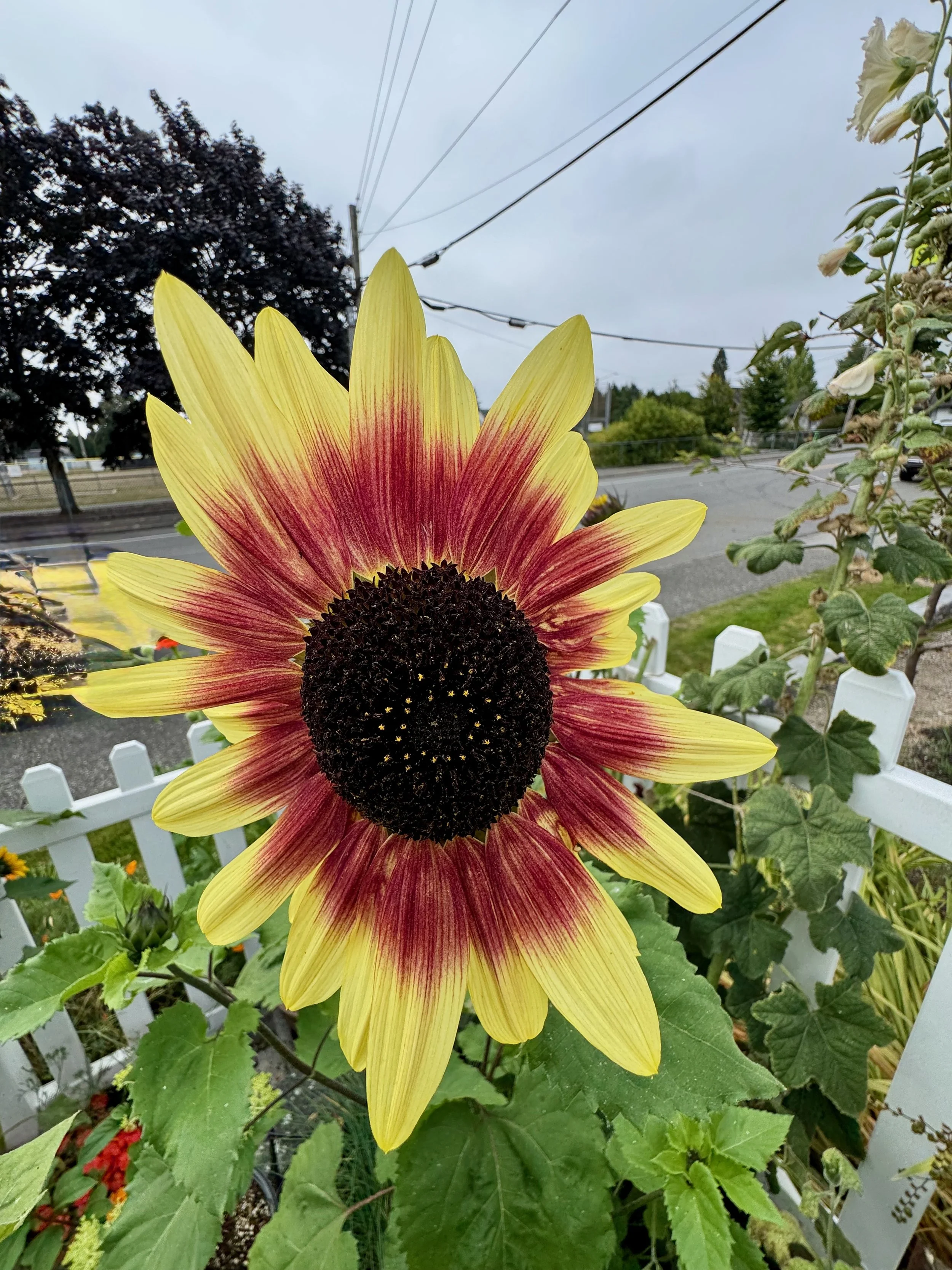 Sunflowers - 45 of 50.jpeg