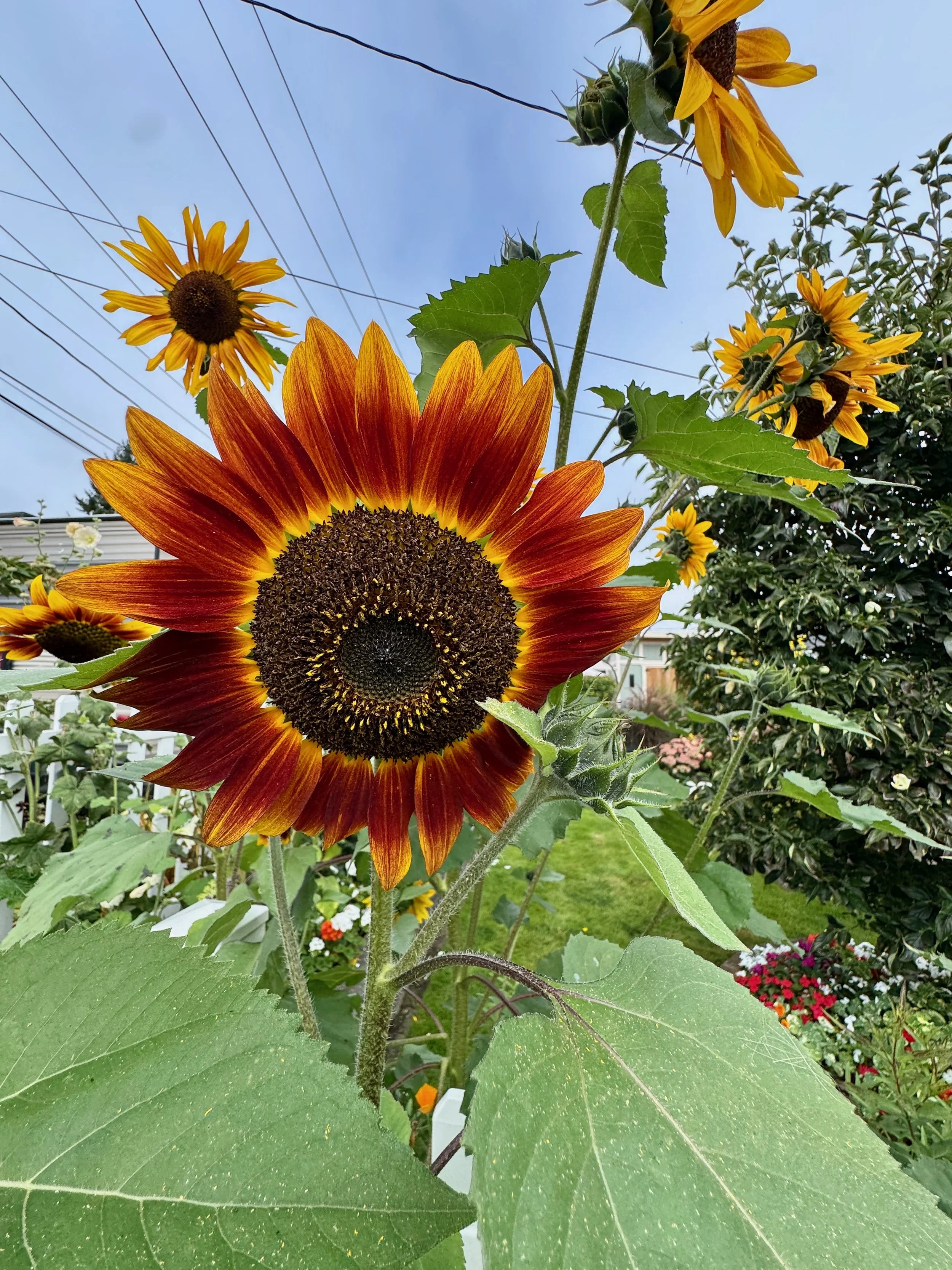 Sunflowers - 49 of 50.jpeg