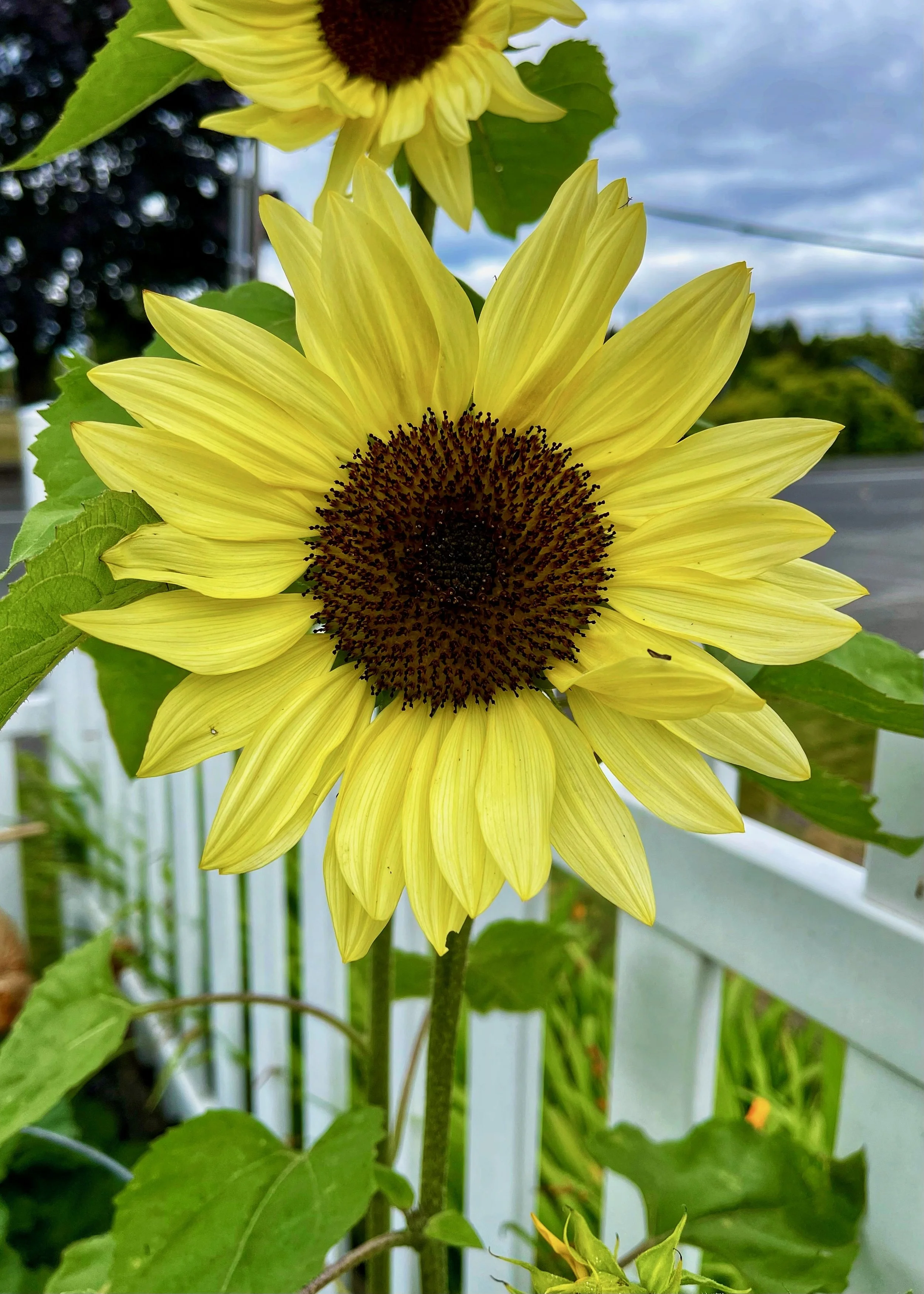 Sunflowers - 16 of 50.jpeg