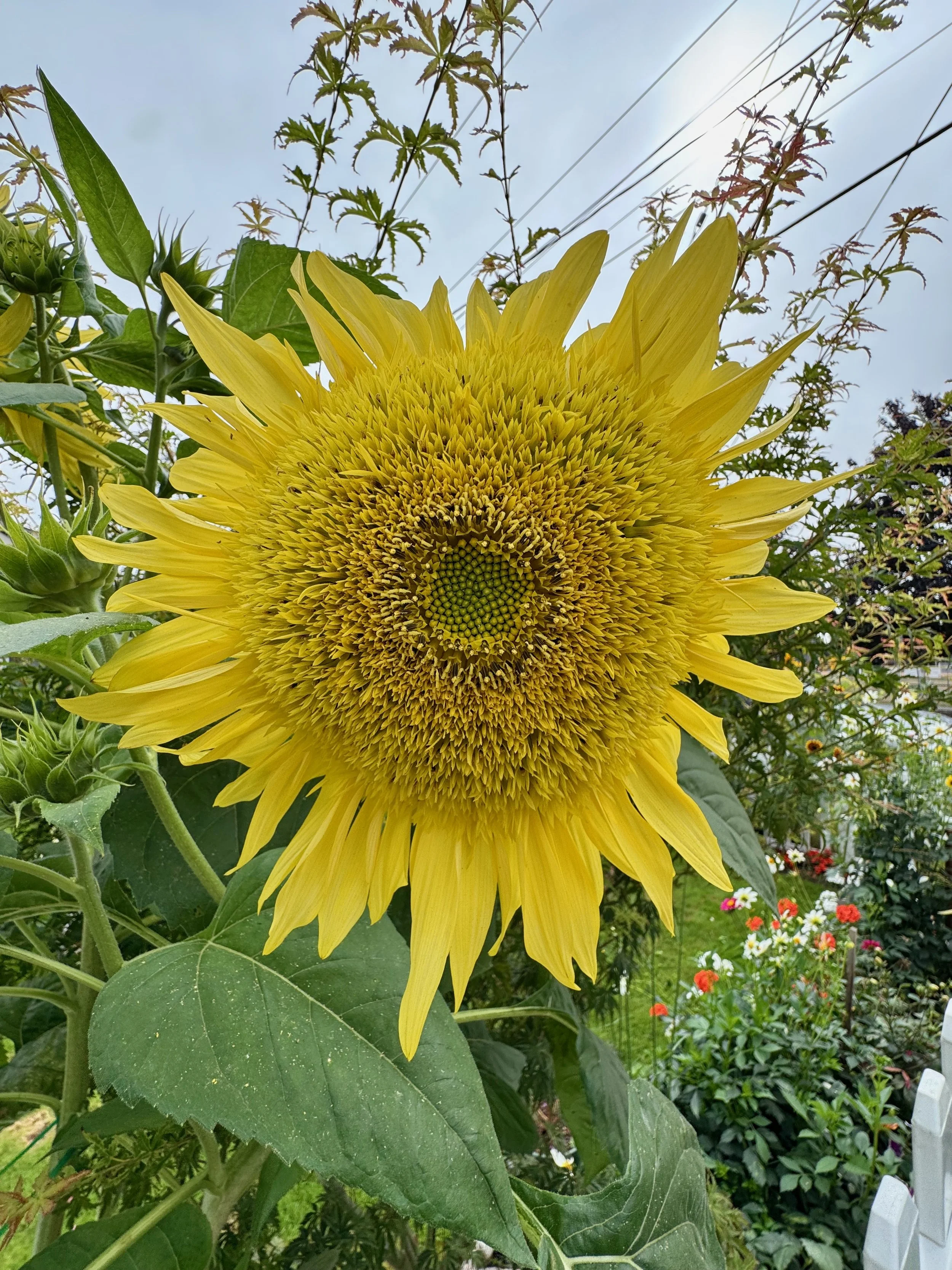 Sunflowers - 44 of 50.jpeg