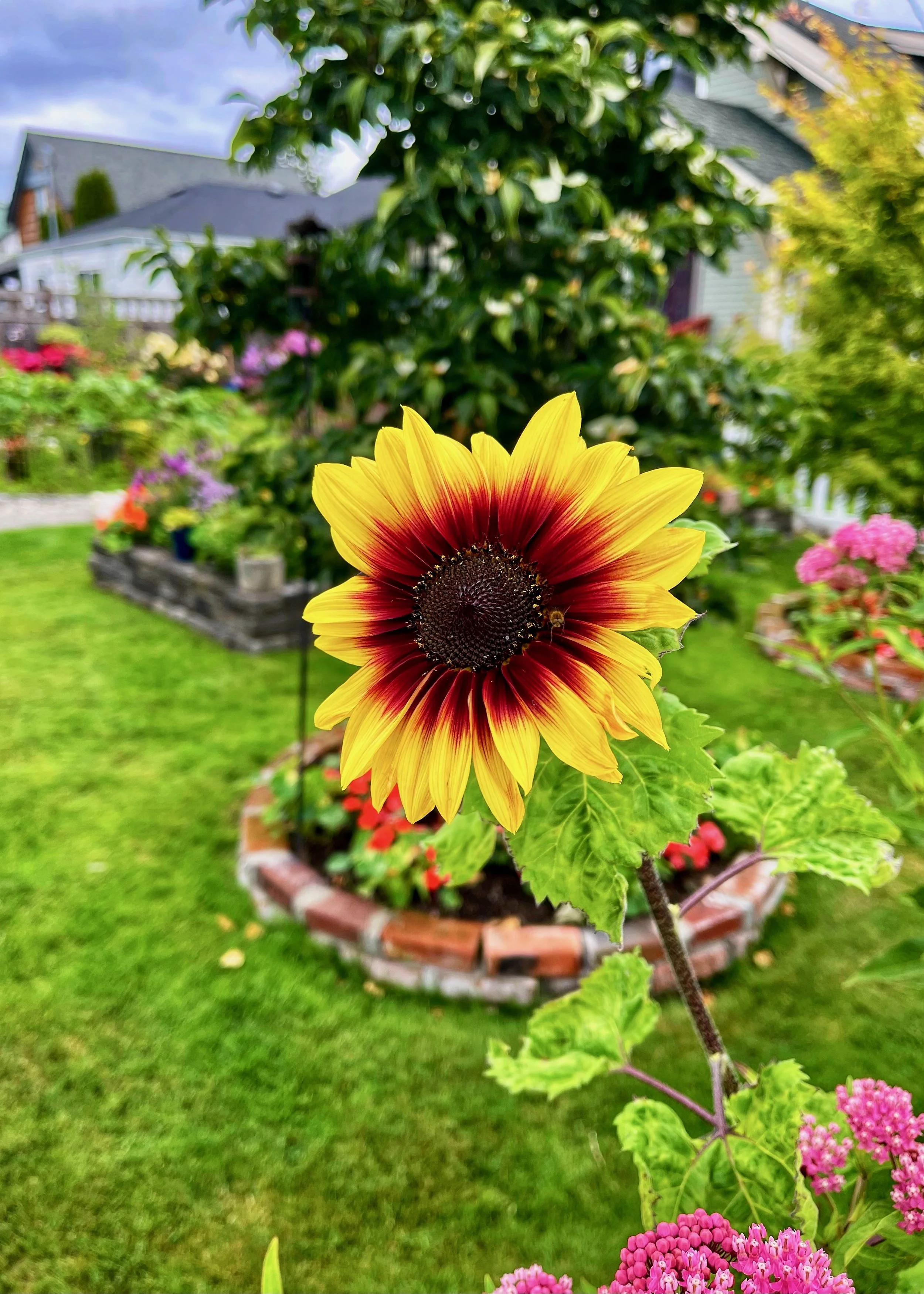 Sunflowers - 20 of 50.jpeg