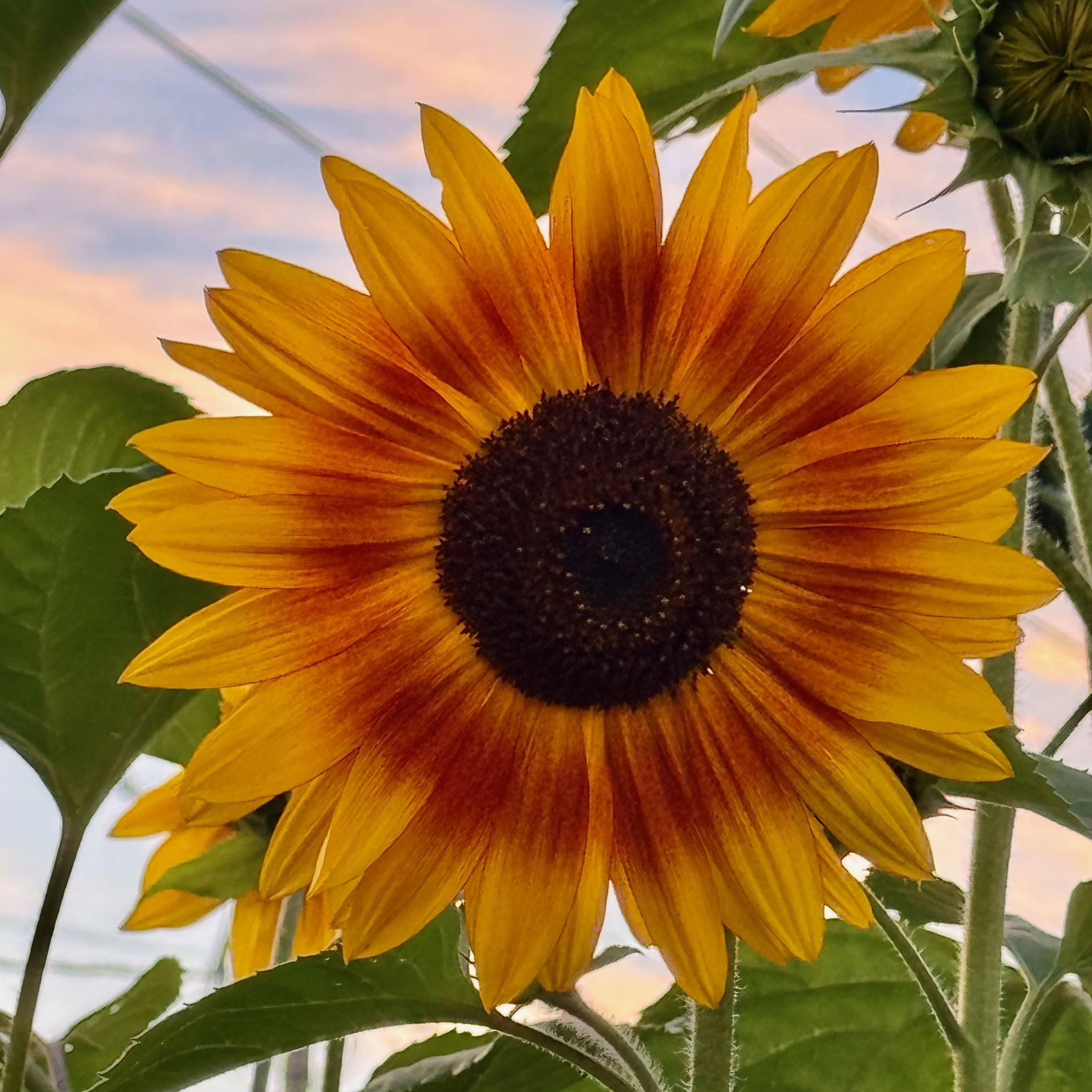 Sunflowers - 36 of 50.jpeg