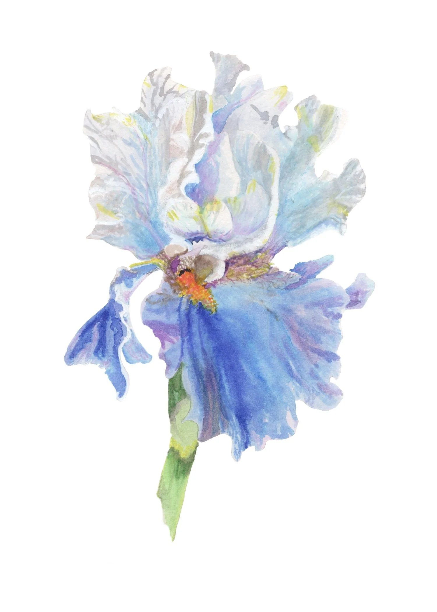 Tennessee Iris