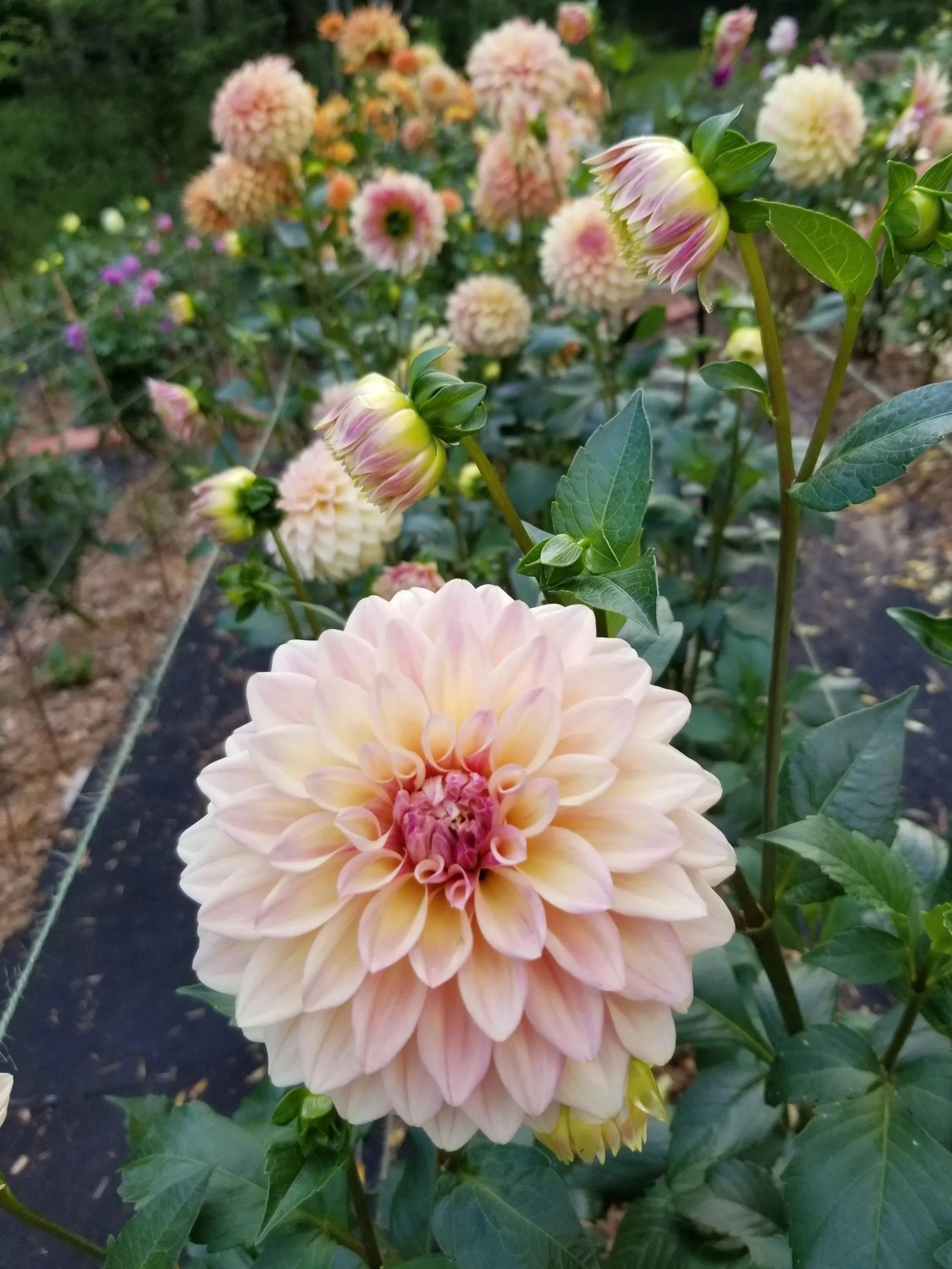 Close-up of a light pink dahlia flower in bloom in a garden with other blurred dahlias and green foliage in the background.