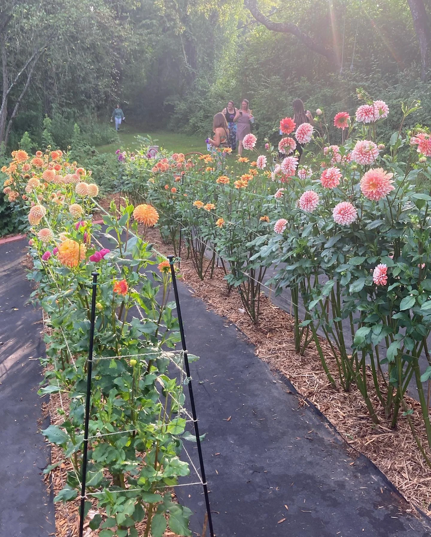A garden with pink and orange dahlias in bloom, with several people taking photos and walking along a path in the background, surrounded by trees and greenery on a sunny day.