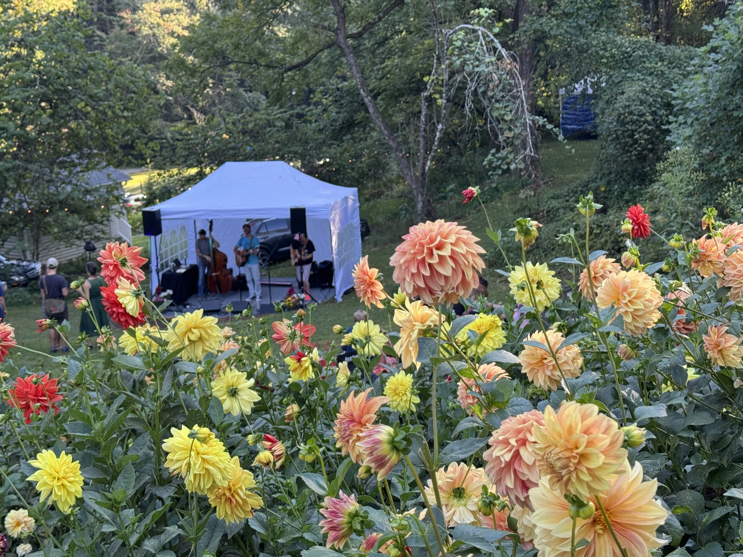 Outdoor scene with a musical performance taking place under a white canopy, surrounded by lush greenery and colorful flowers in the foreground.