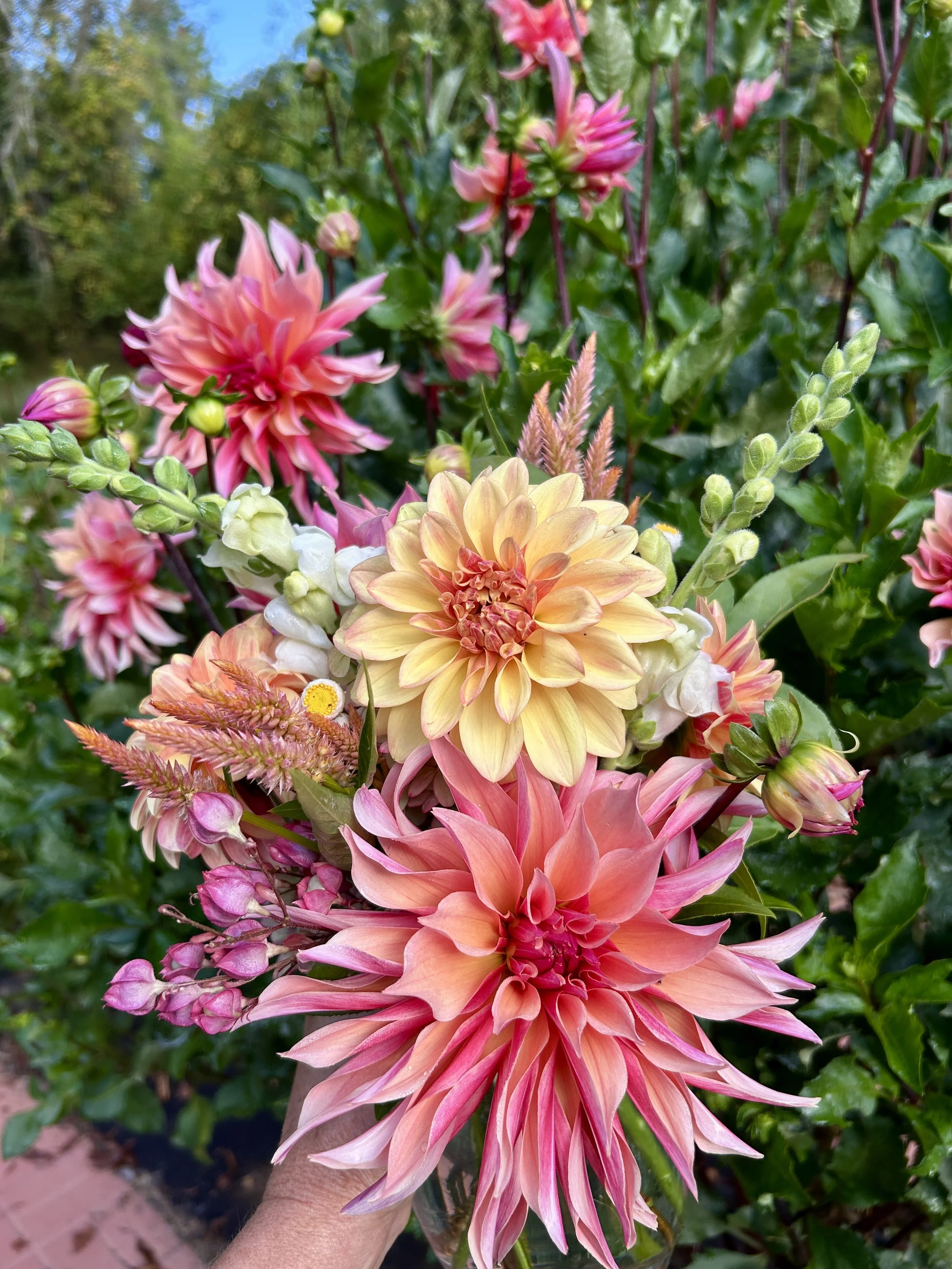 Close-up of vibrant pink and peach dahlias with lush green foliage background.