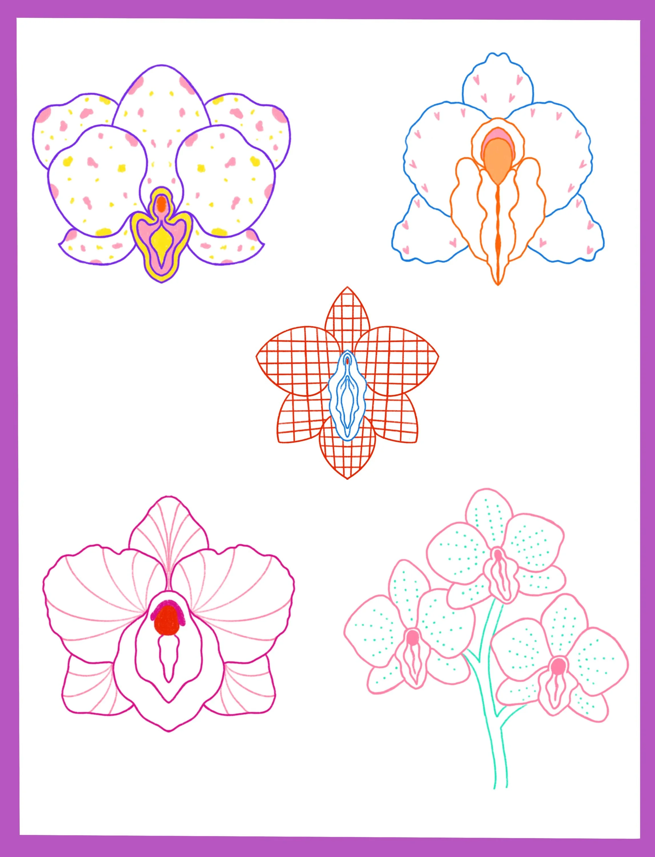 Colorful line drawings of various orchid flowers on a white background with a purple border.
