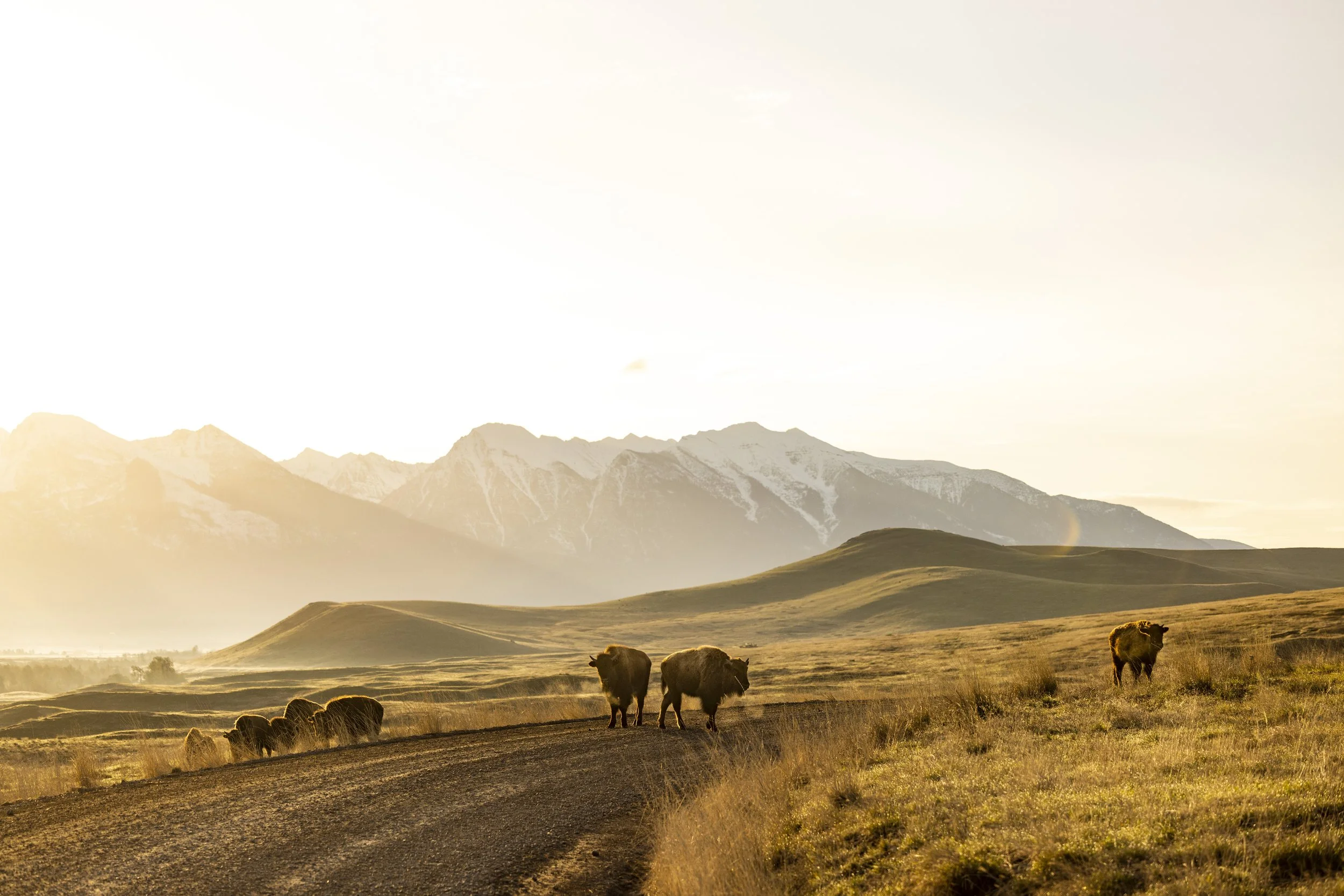 Open landscape with rolling hills, grazing bison, distant mountains, and a sky with soft sunlight.