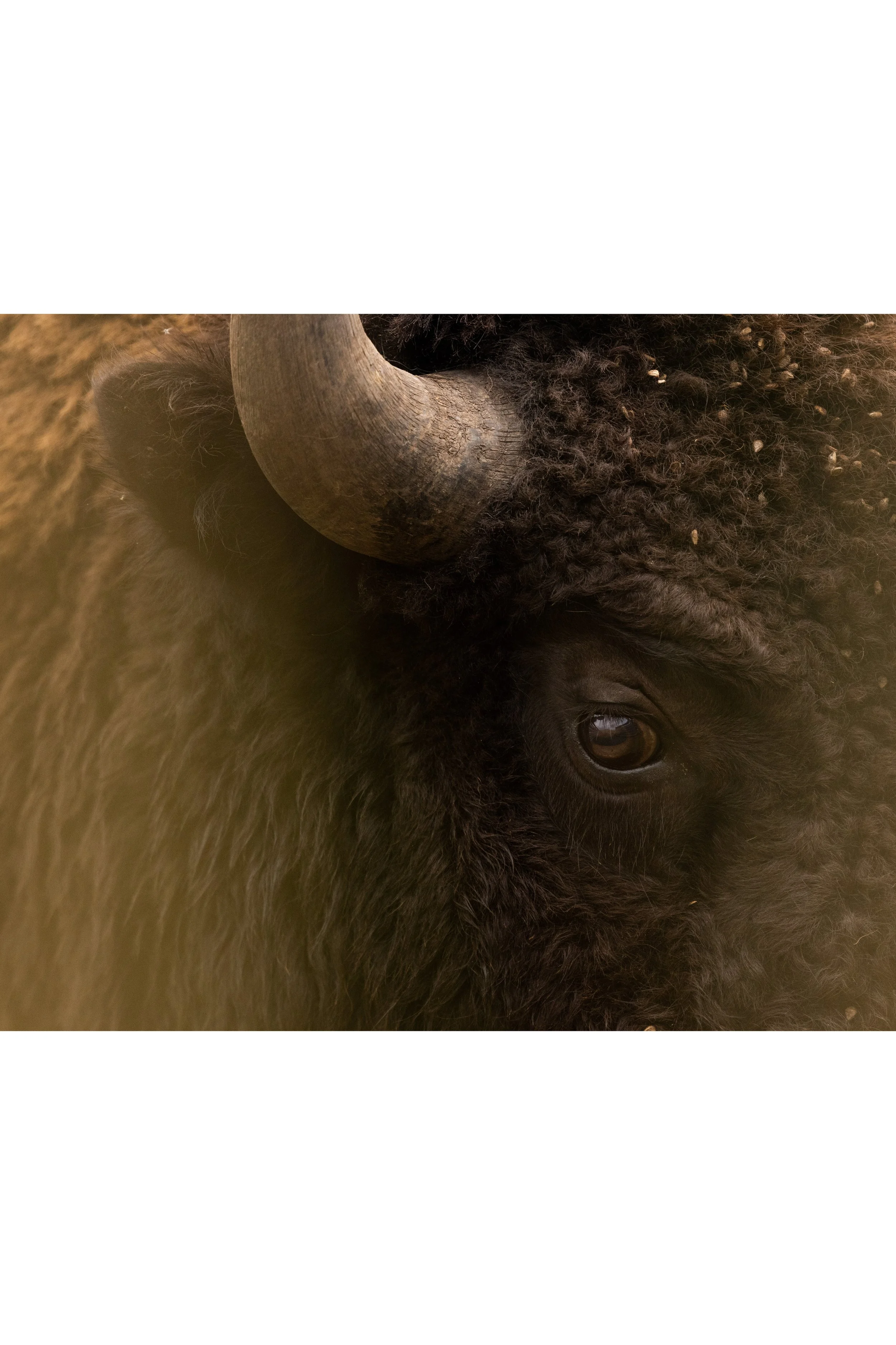 Buffalo Eye, 2023