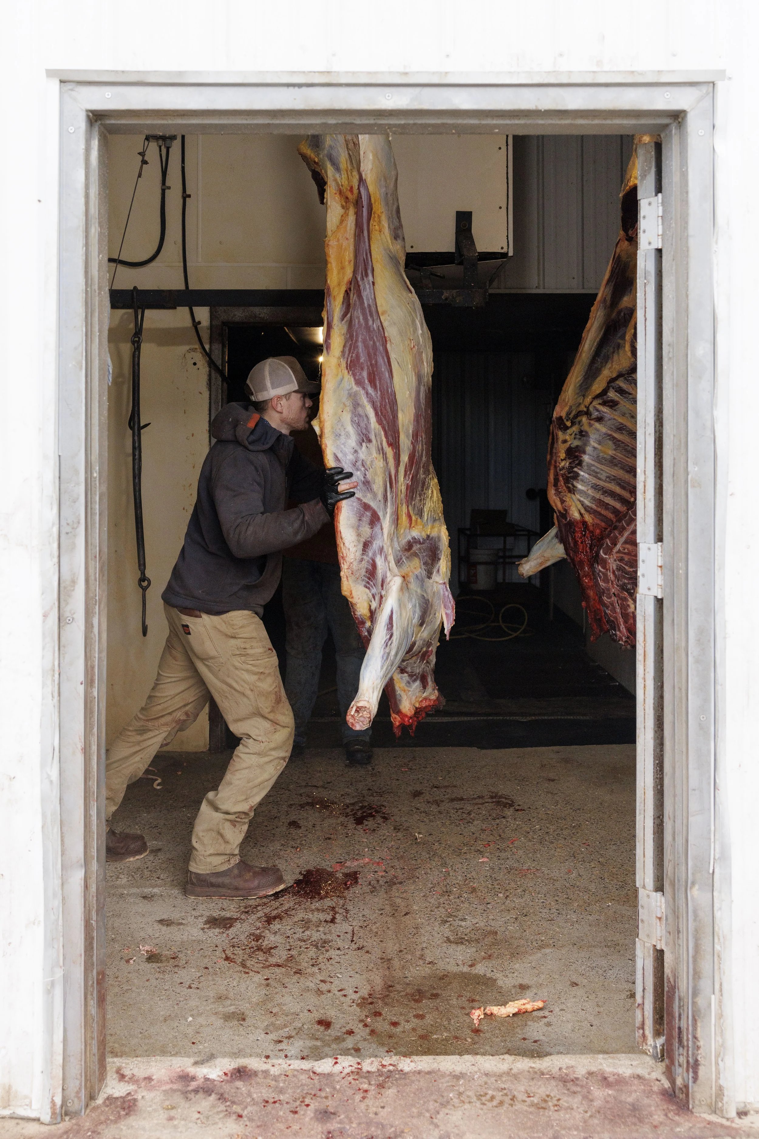 A person in casual clothing and a cap pushes a large animal carcass into a refrigerated meat processing area, with blood on the floor.