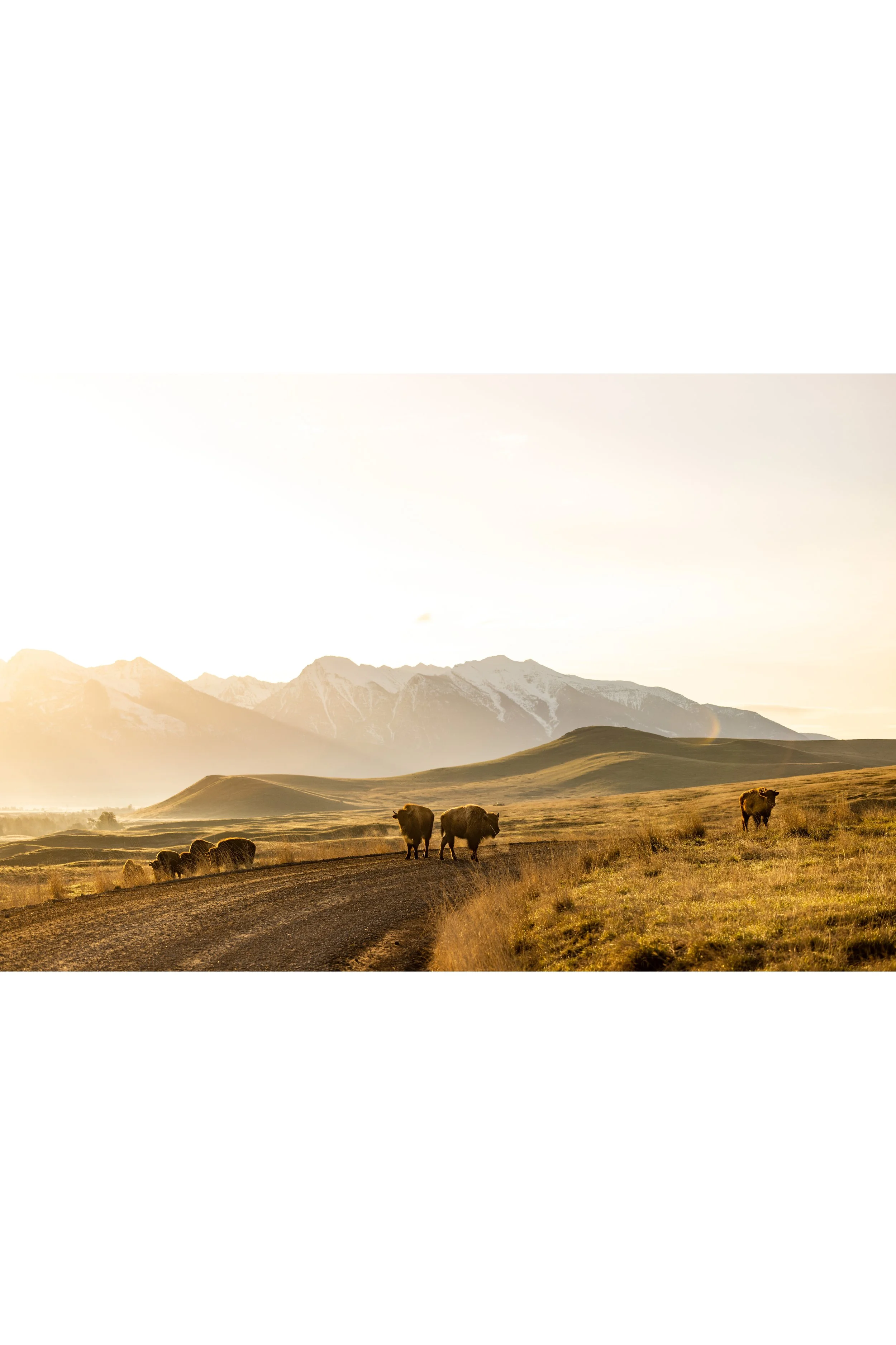 Bison Range, 2023