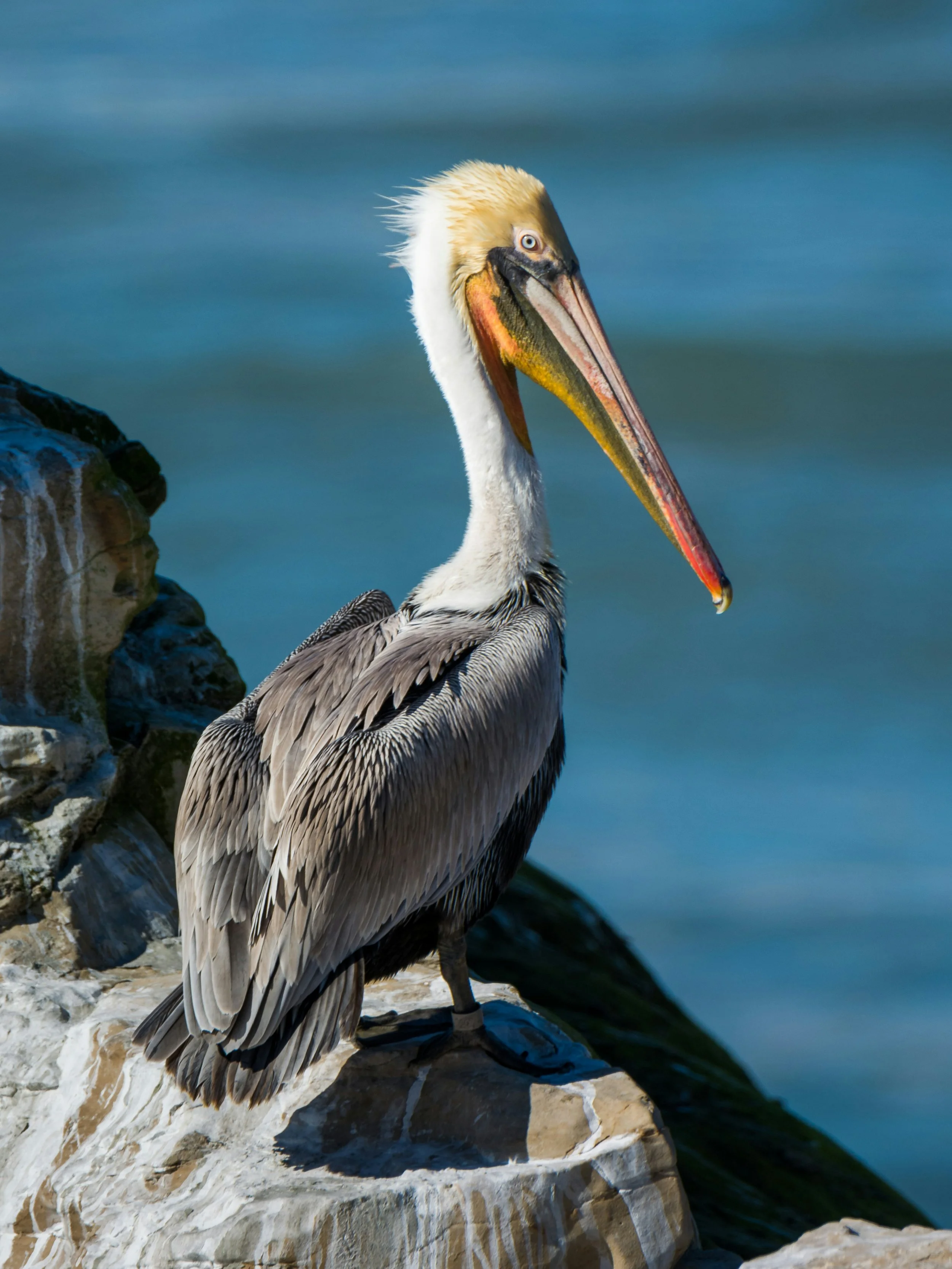 A pelican perched on rocks by the water, facing to the right, with a large beak and detailed feathers.