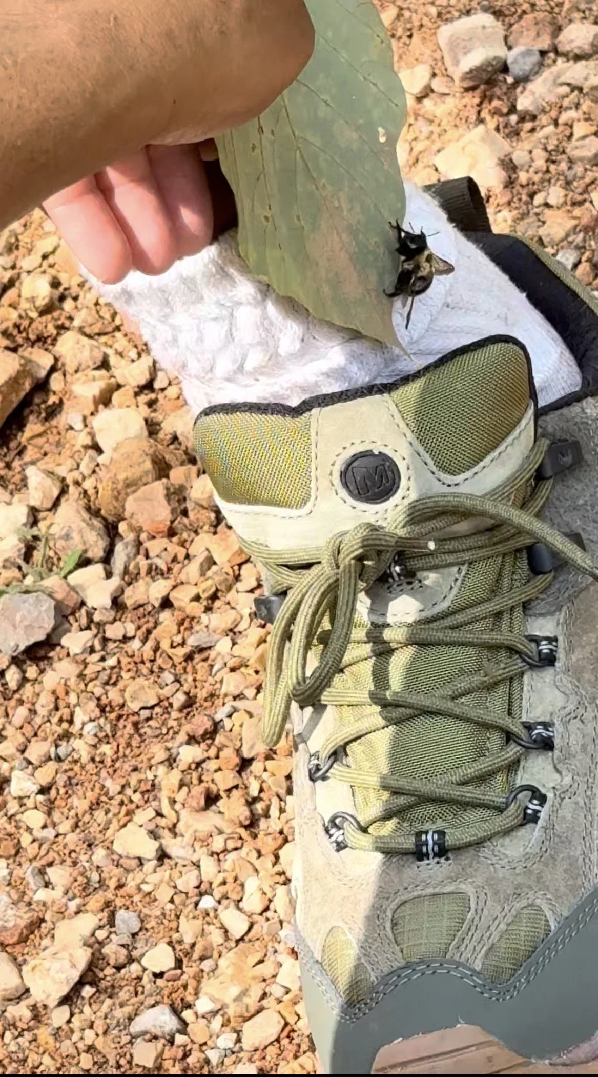 A person's foot with a hiking shoe resting on rocky ground, with a green leaf and a small insect on the leaf, and a white cloth underneath the leaf.