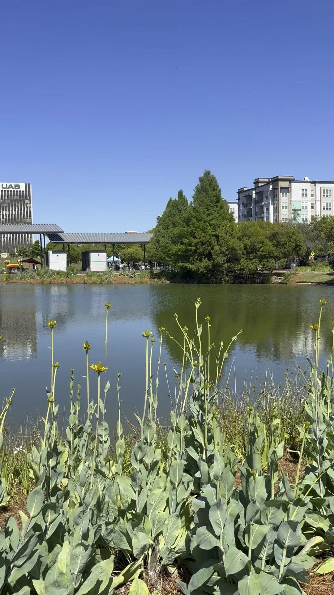 A peaceful park scene with a pond and green foliage, tall buildings in the background, and clear blue sky.
