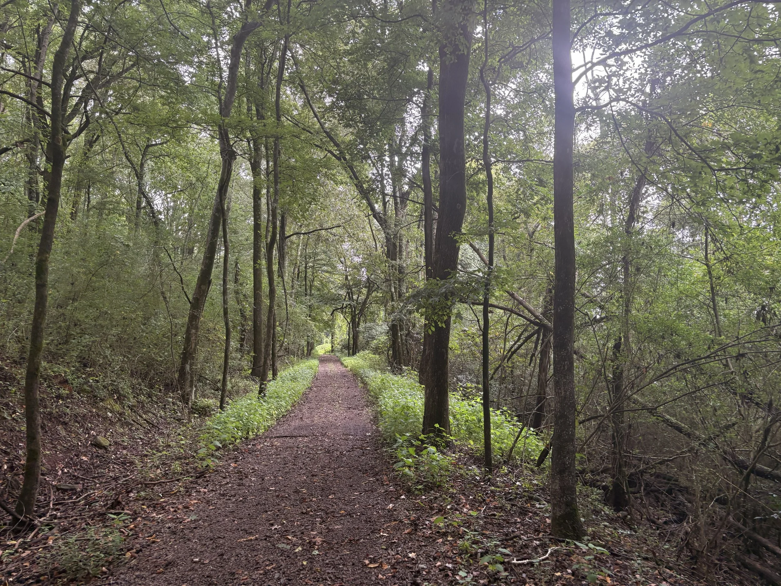 A dirt trail runs through a dense green forest with tall trees and leafy branches overhead.