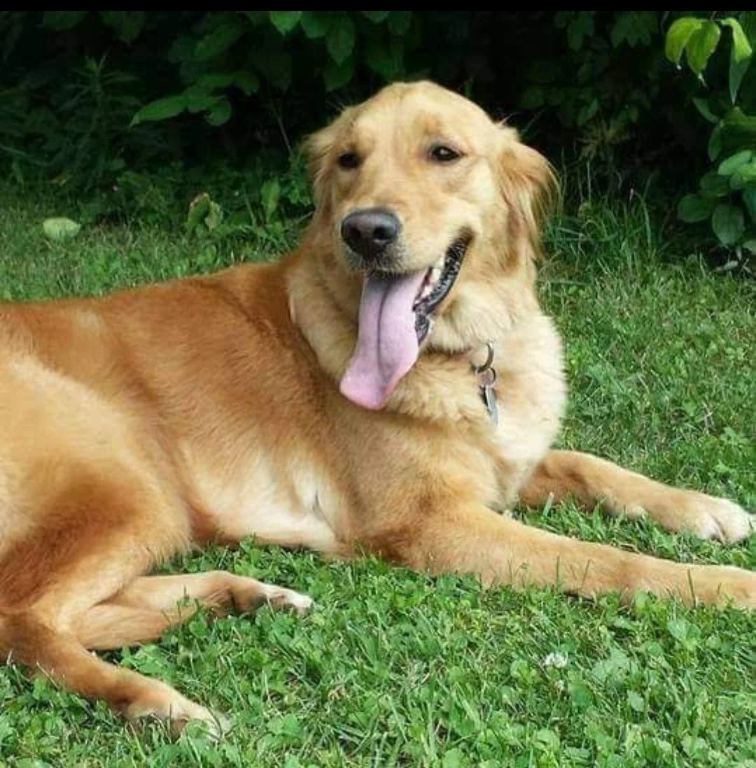 Golden retriever dog lying on grass with its tongue out and one eye crook. The dog is outdoors with bushes in the background.