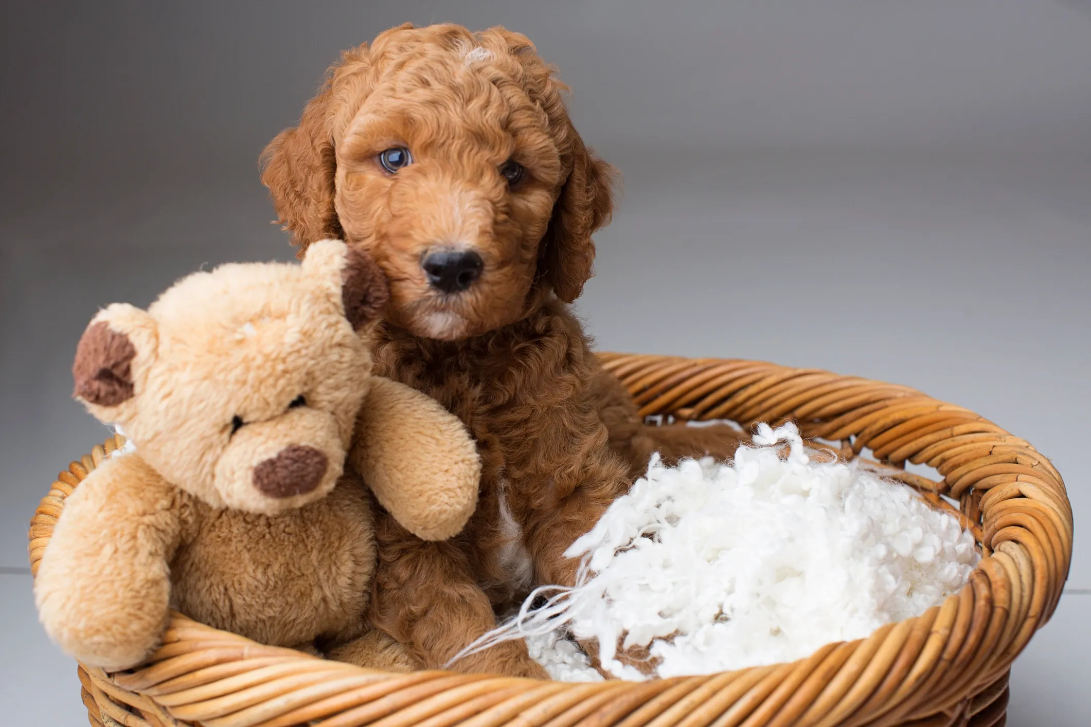 A cute brown puppy sitting in a wicker basket holding a plush teddy bear, with white stuffing on the basket's edge, against a plain gray background.