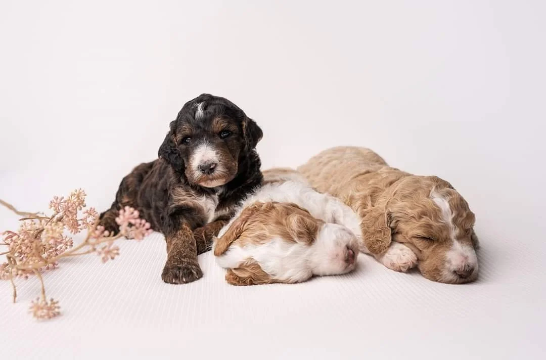 Three adorable puppies, one black and white, one white and tan, and one tan, are peacefully resting on a white surface with a plain white background, accompanied by a small branch of pink flowers.