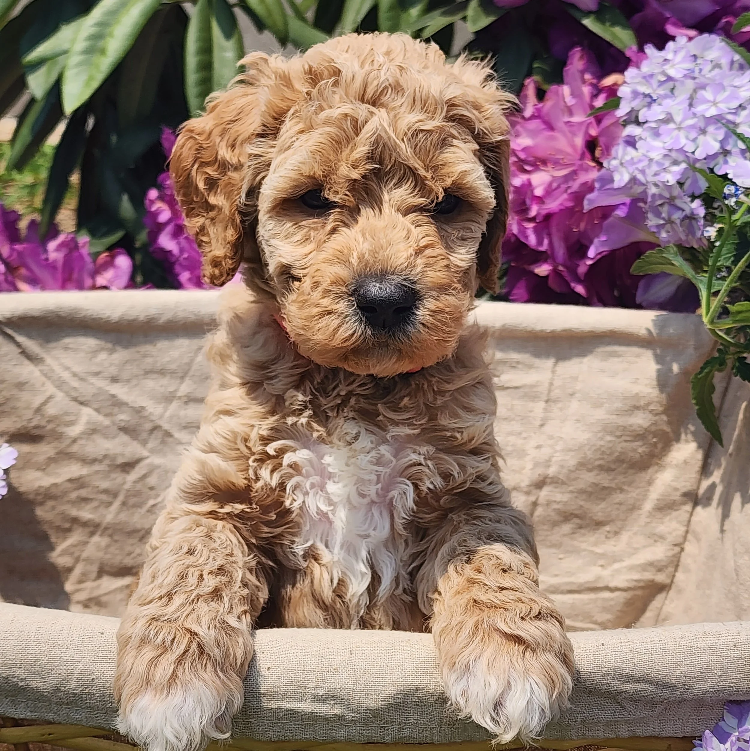 A fluffy light brown puppy with curly fur sitting on a beige cushion surrounded by purple and pink flowers.