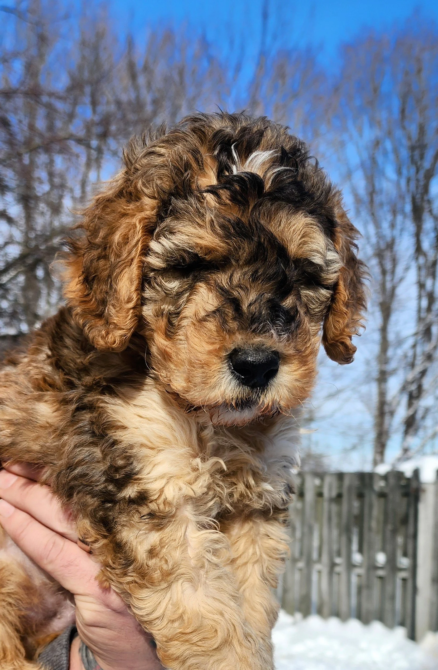 A fluffy puppy with curly tan and black fur being held outdoors in a snowy backyard with a wooden fence and leafless trees in the background.