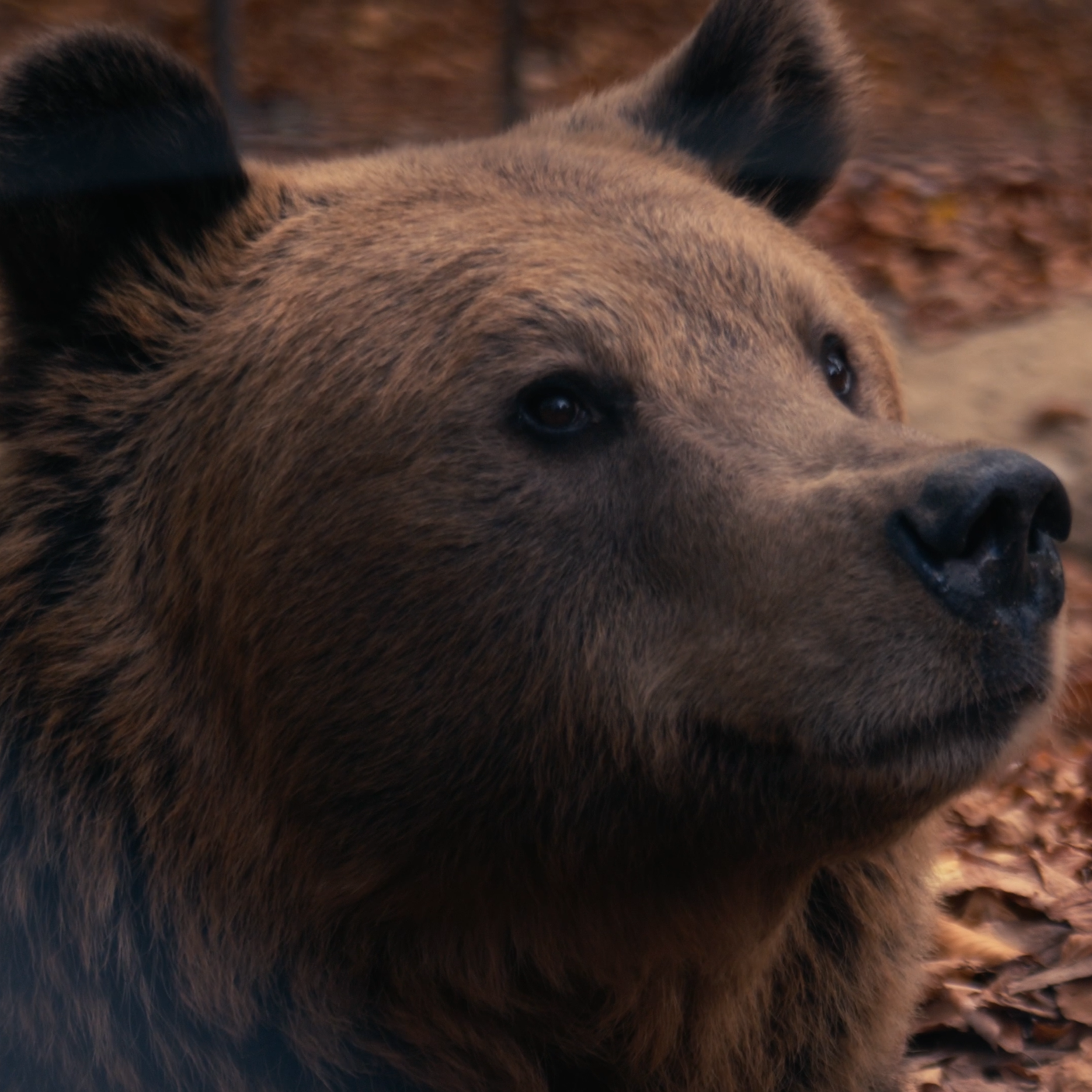 Close-up of a brown bear lying on fallen autumn leaves.