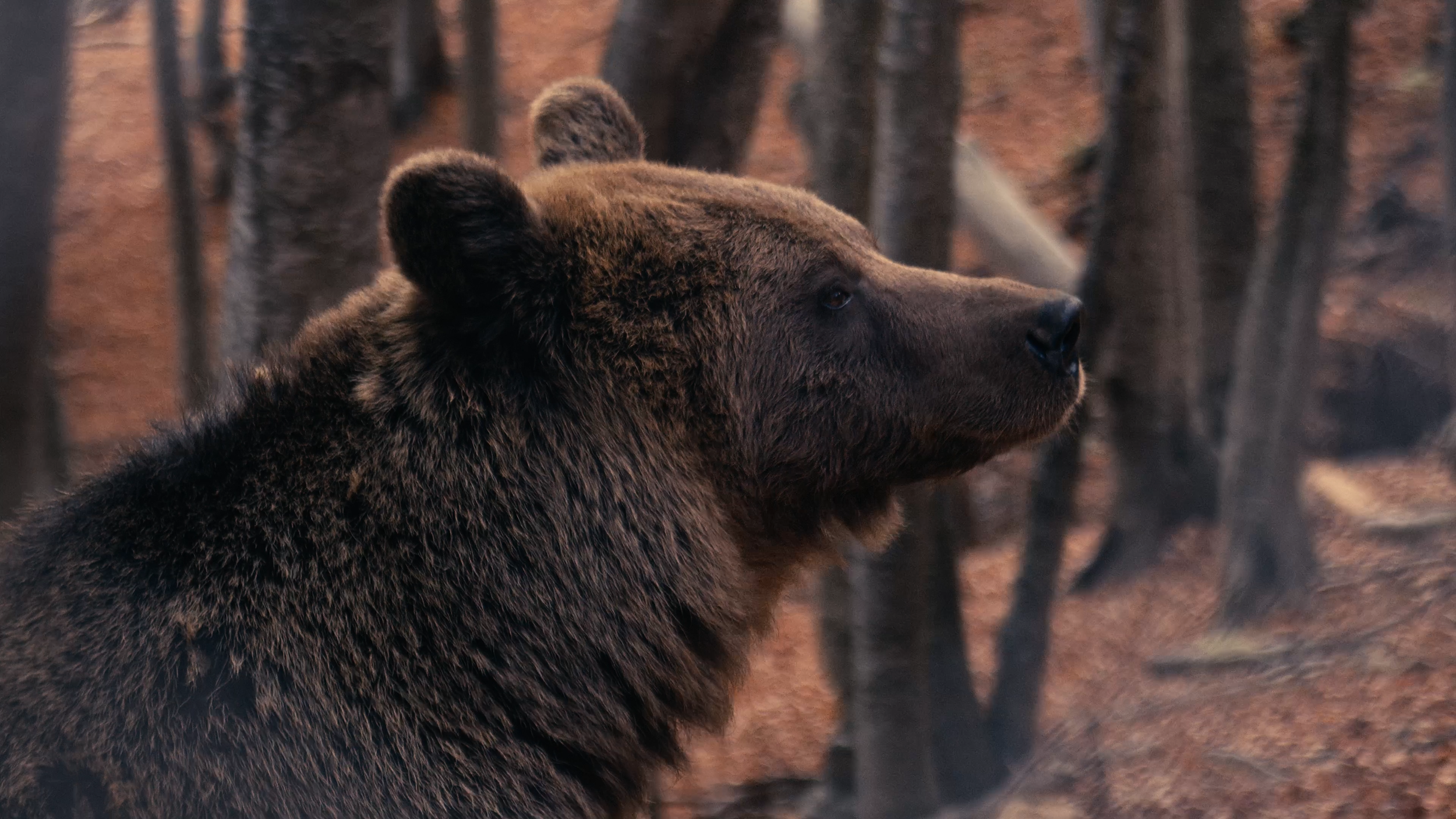 Profile of a brown bear in a forested area with trees and fallen leaves.