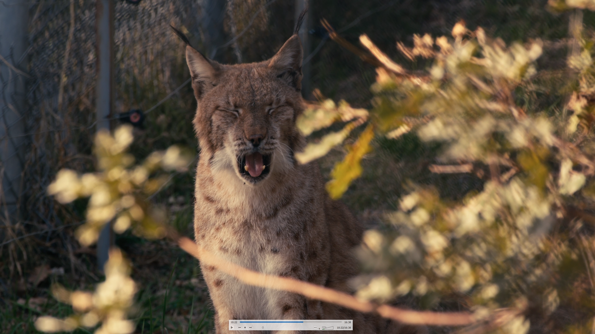 A mountain lion or cougar with its mouth open standing behind some yellowish-green bushes in a natural outdoor setting.