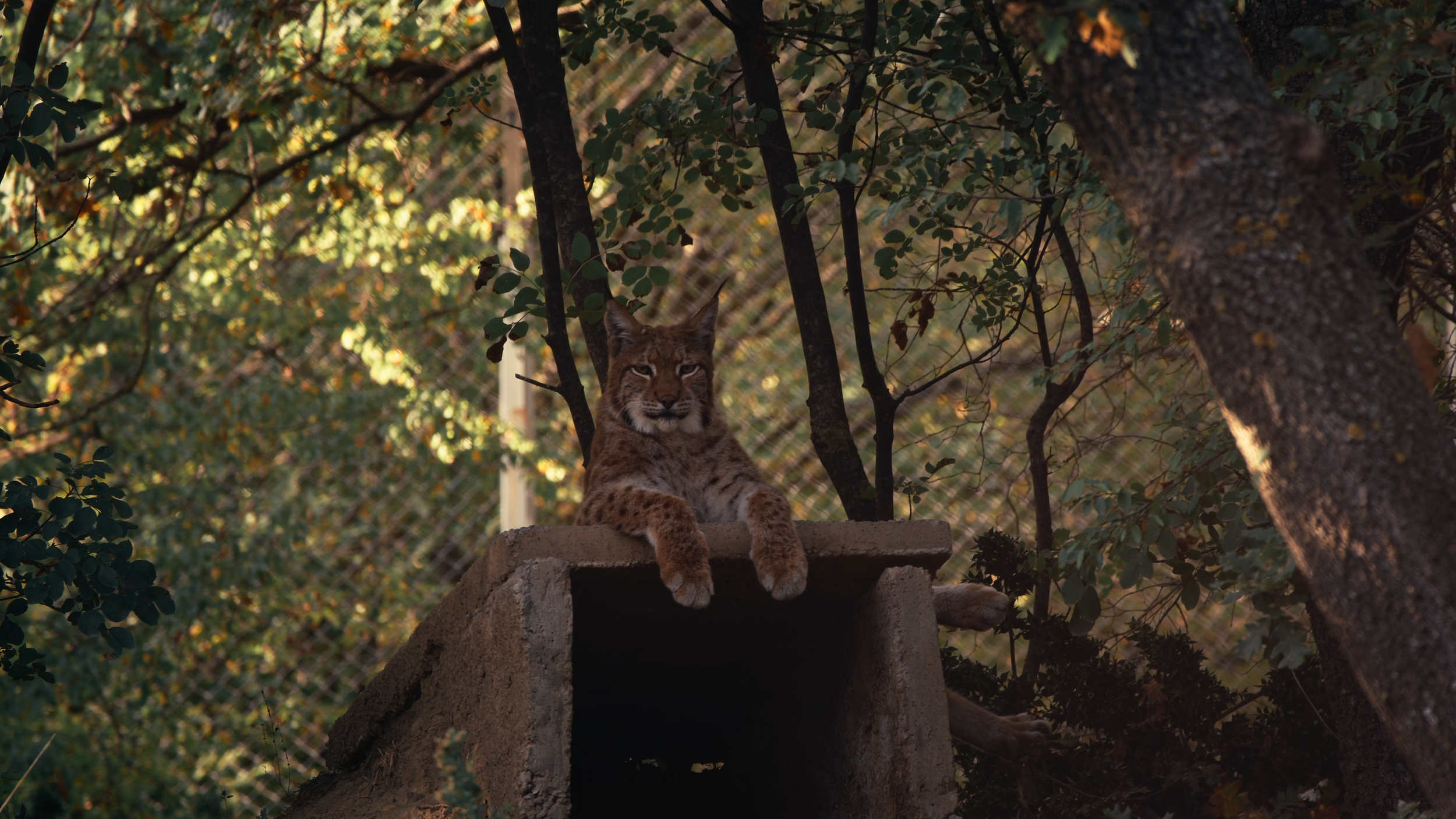 A jaguar resting on a concrete platform surrounded by trees with green leaves and a chain-link fence in the background.