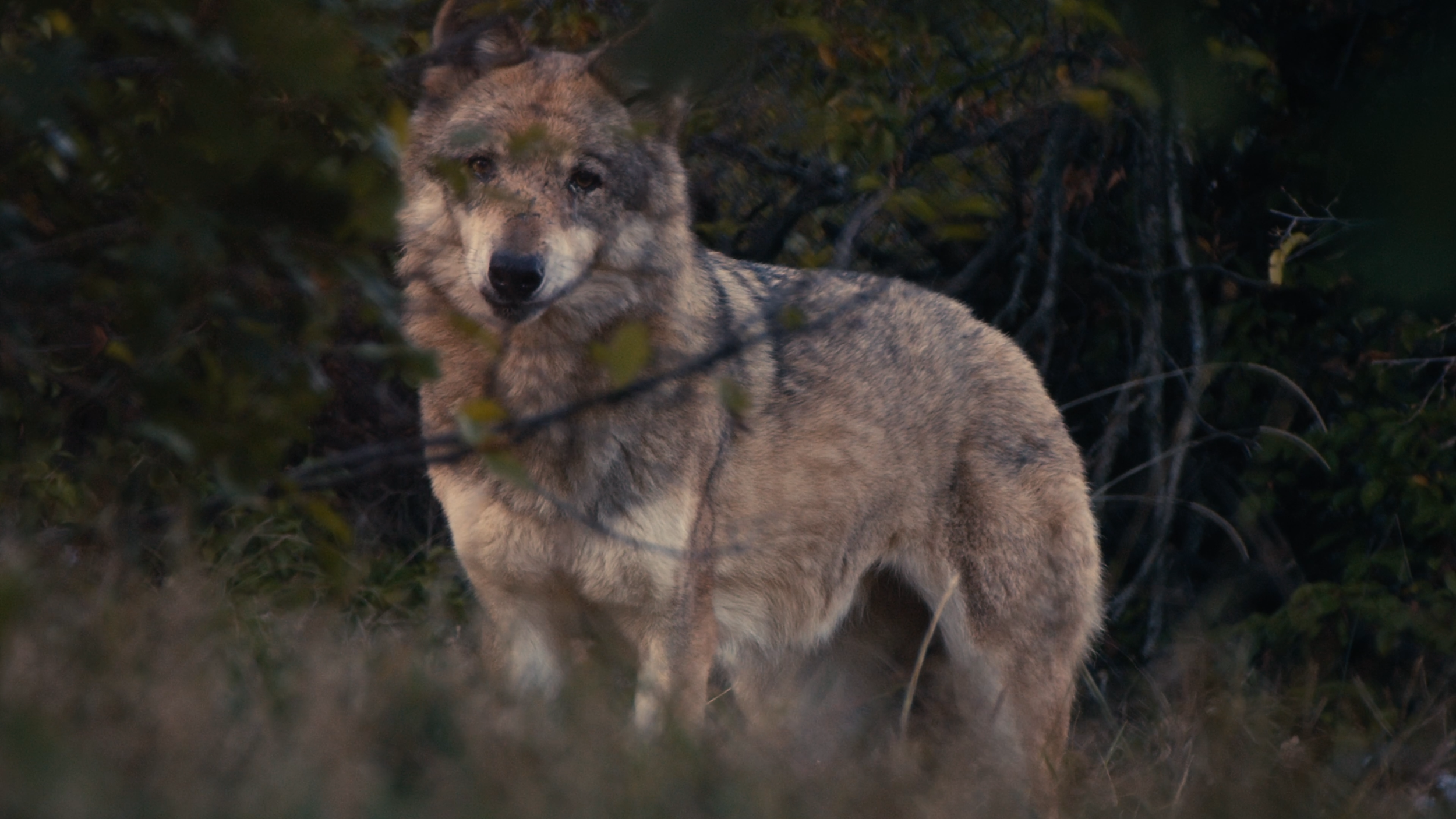 A wolf in dense forest with leaves and branches partially obscuring it.