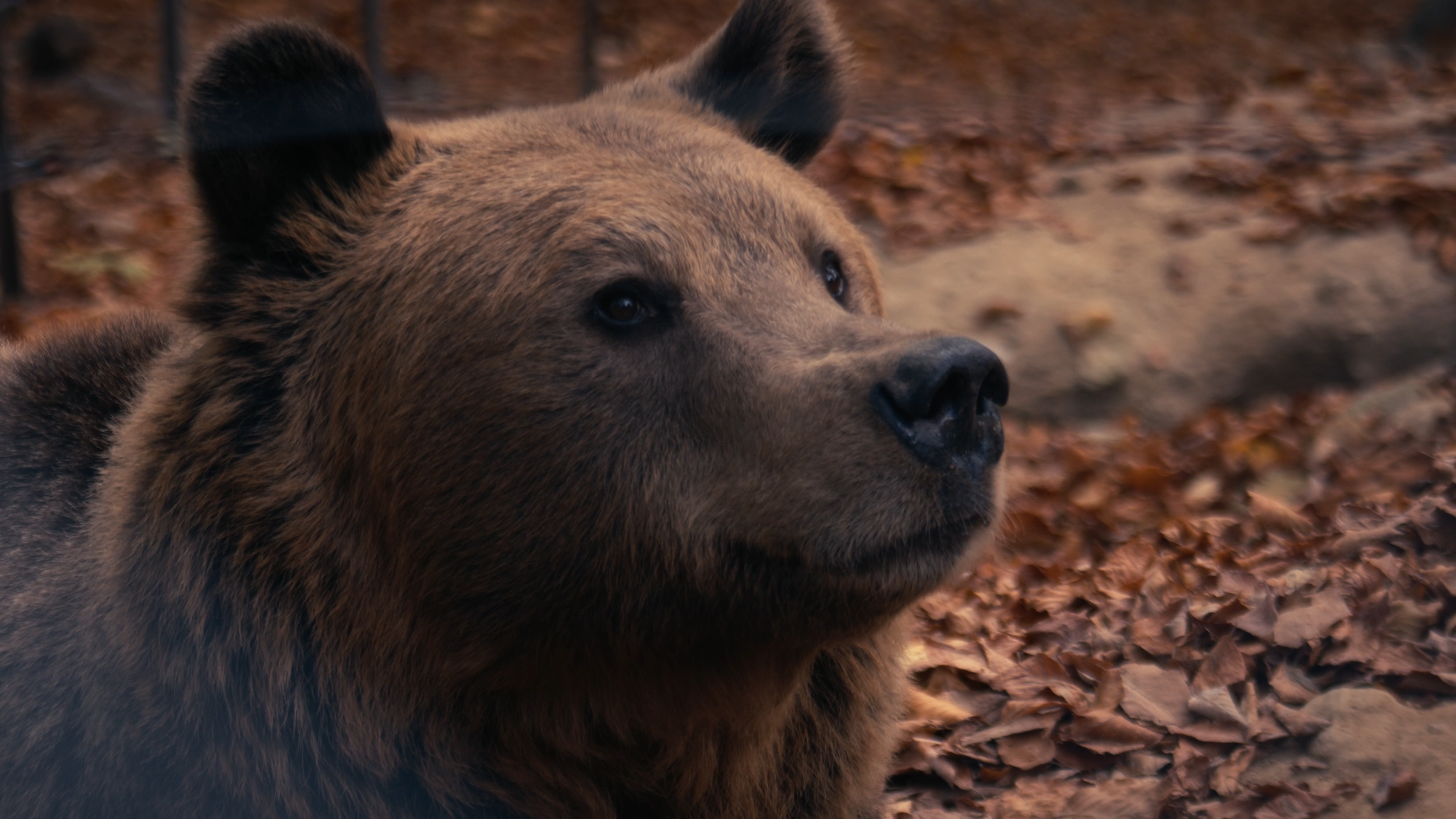 Close-up of a bear lying on forest floor covered with fallen leaves.