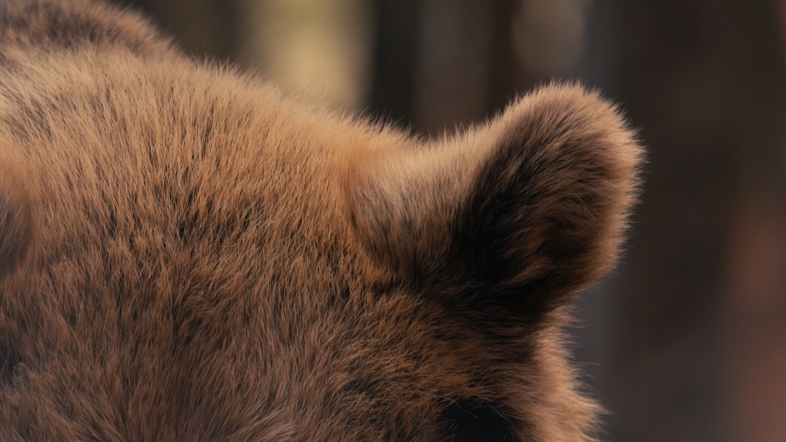 Close-up photograph of a cat's fur, showing soft, dense, orange-brown fur with darker tips.