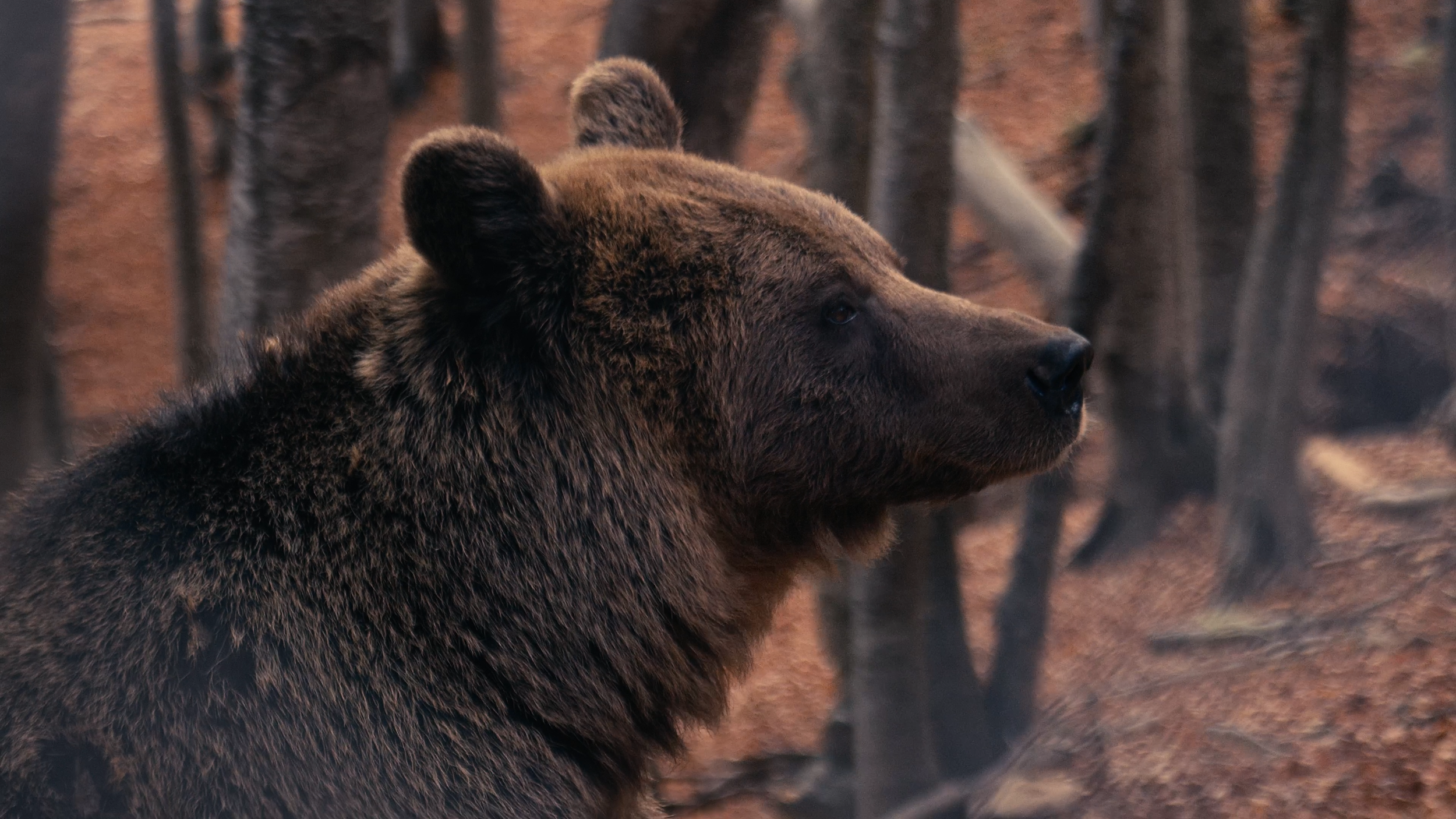 A brown bear standing in a forest with trees in the background, looking to the right.