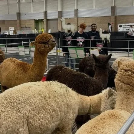 Learning Outside the Classroom... and Inside the Alpaca Barn!