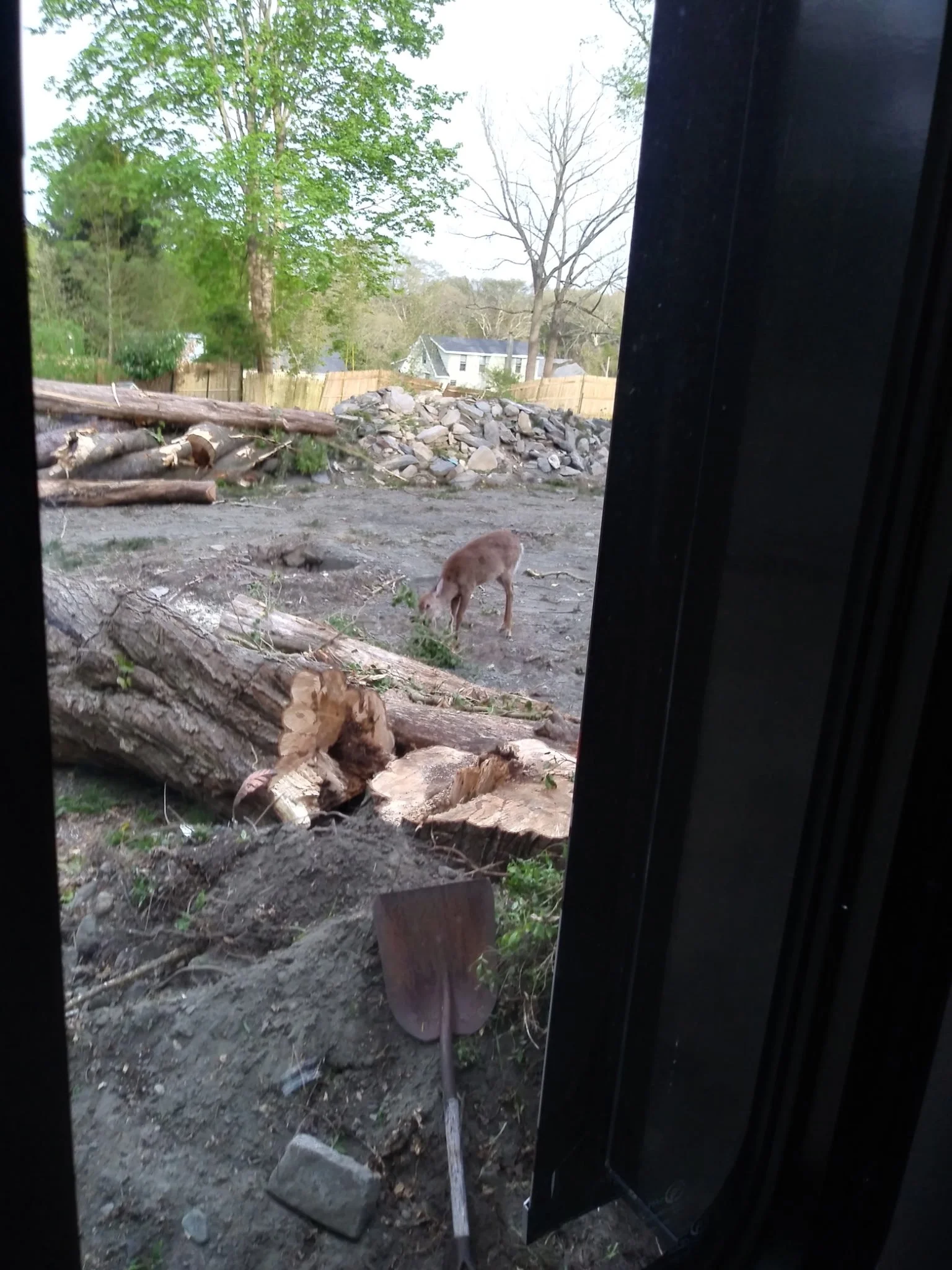 A small dog standing on dirt and rocks outside, with trees and houses in the background, taken through a window or door frame.