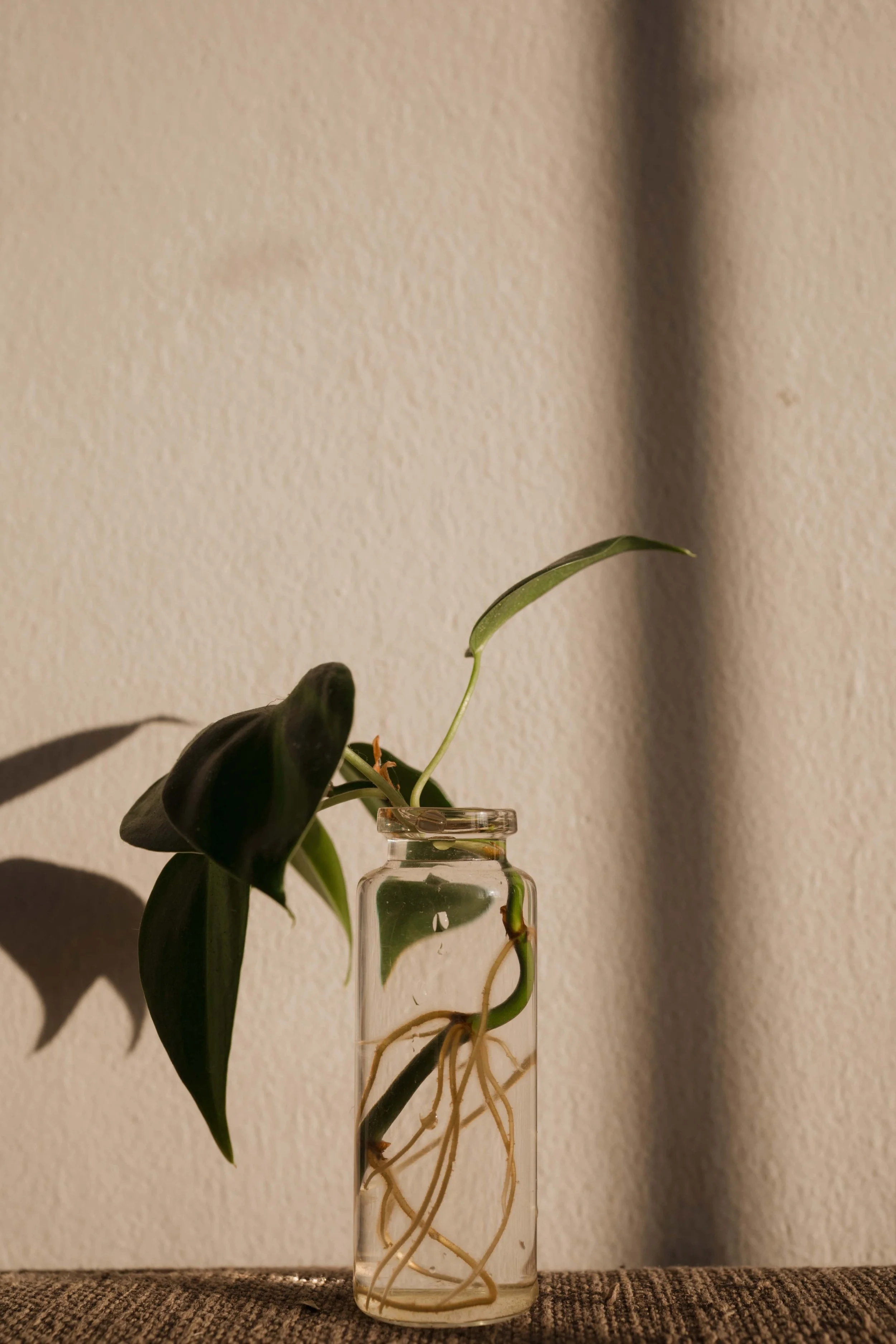 Growth.jpg