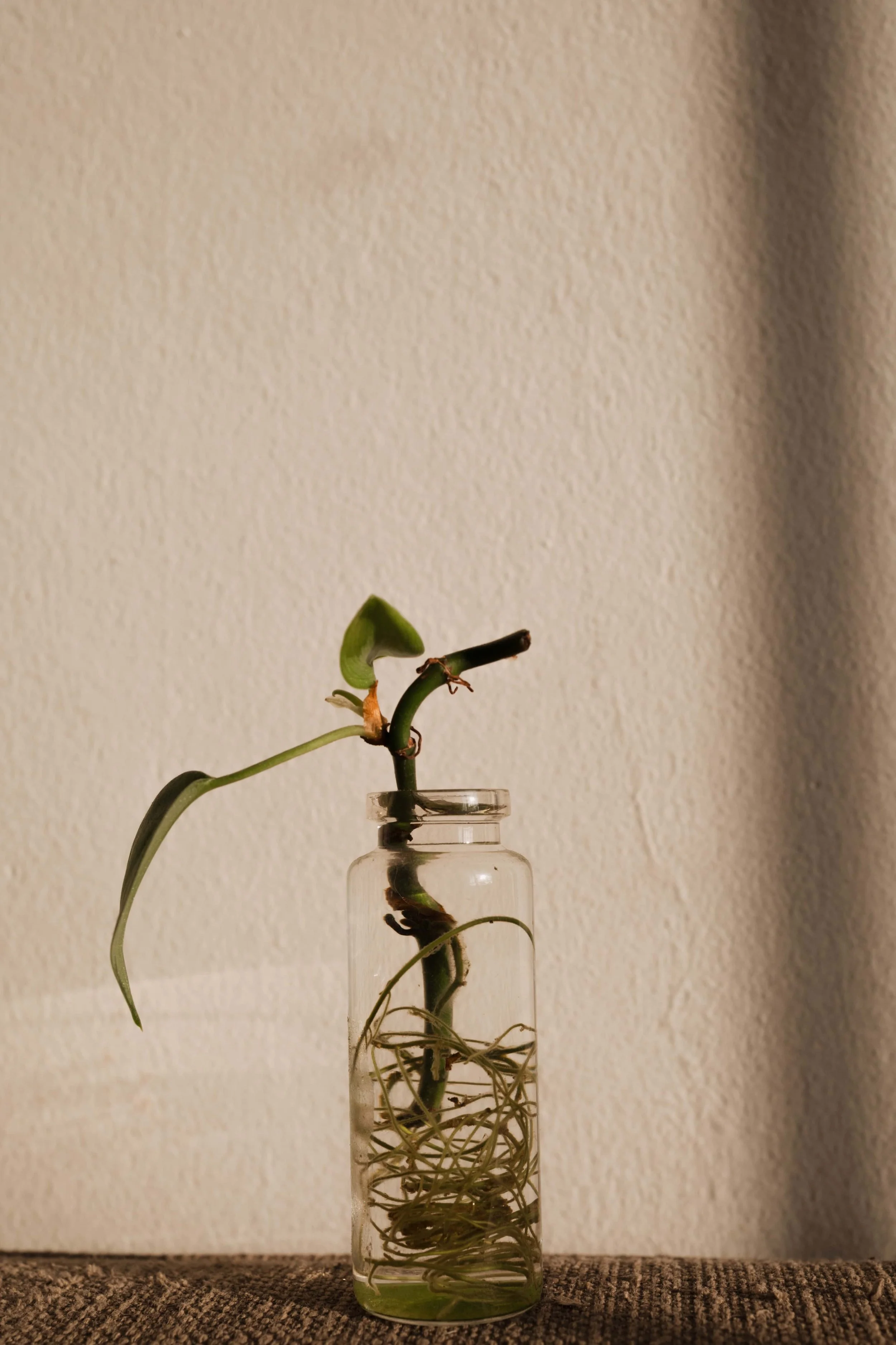 Growth-2.jpg