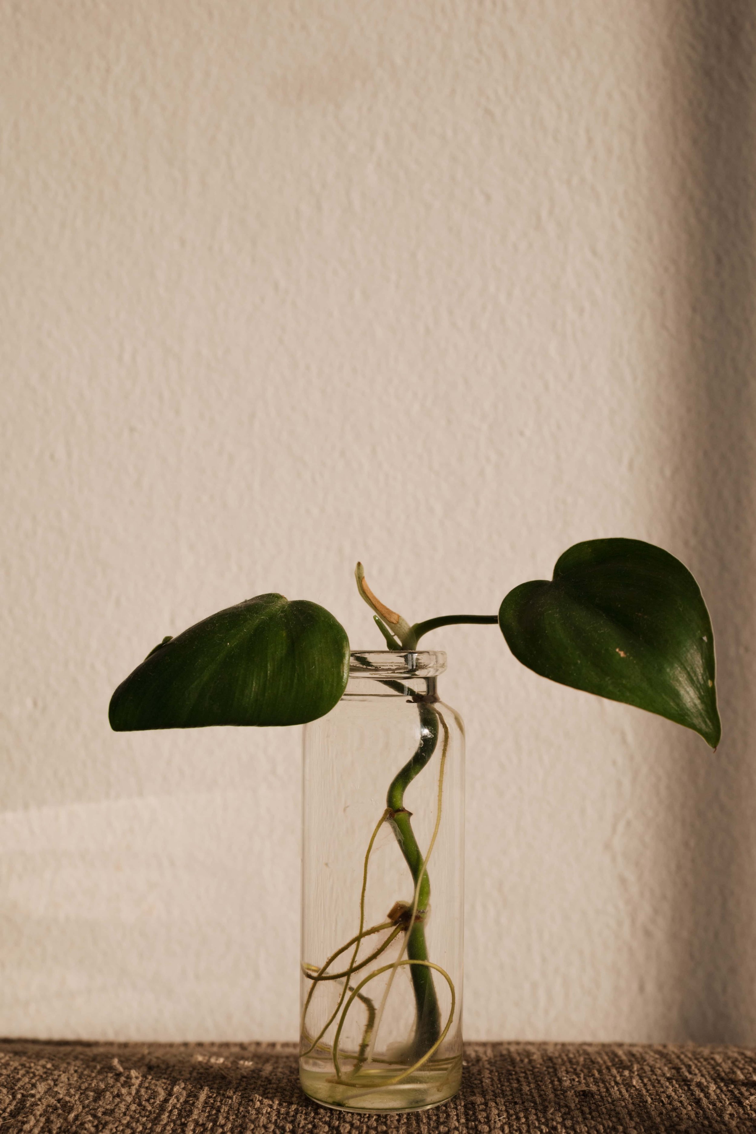 Growing Pains