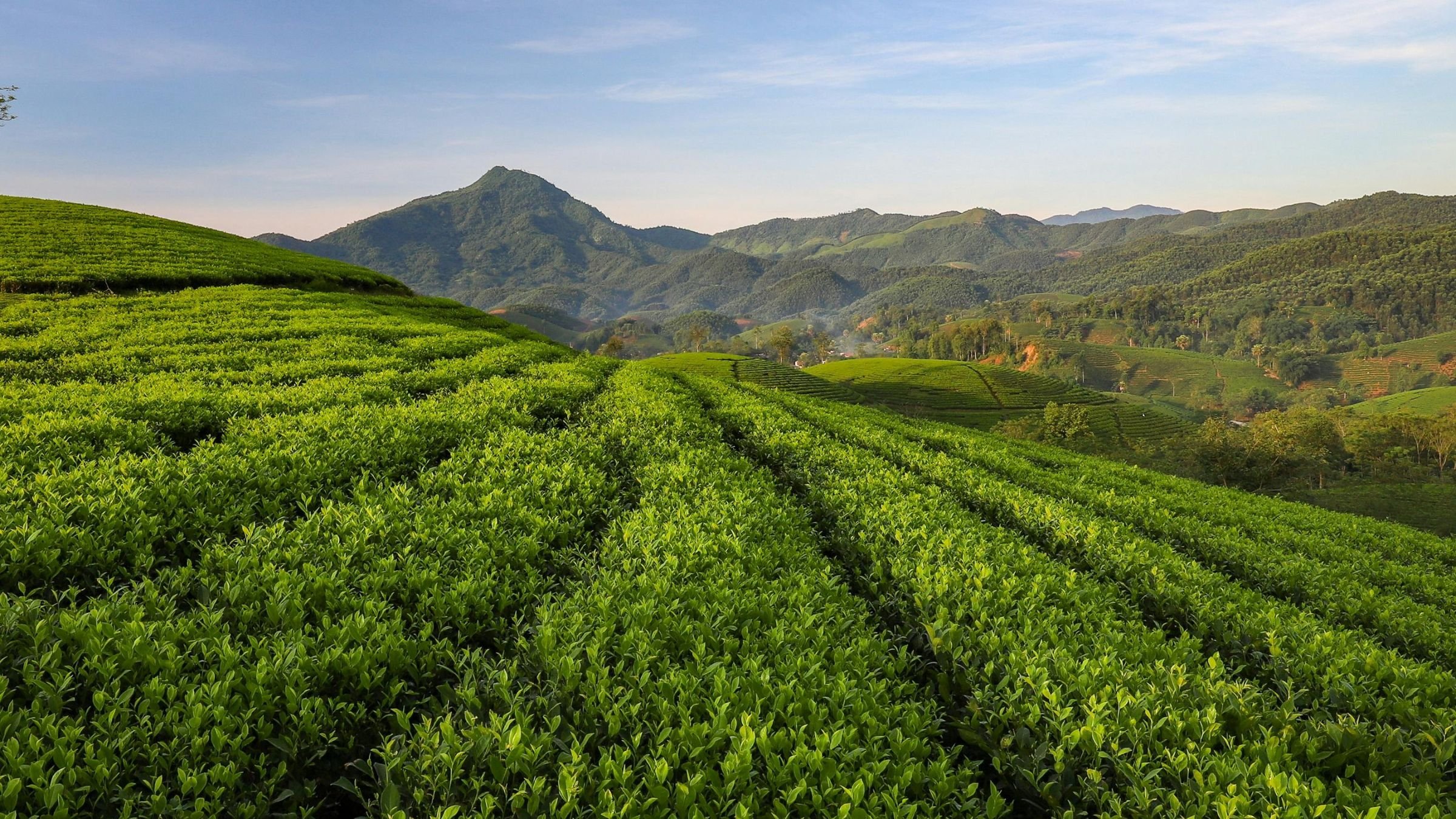 Lush green tea plantations on rolling hills with a mountain in the background under a partly cloudy sky.