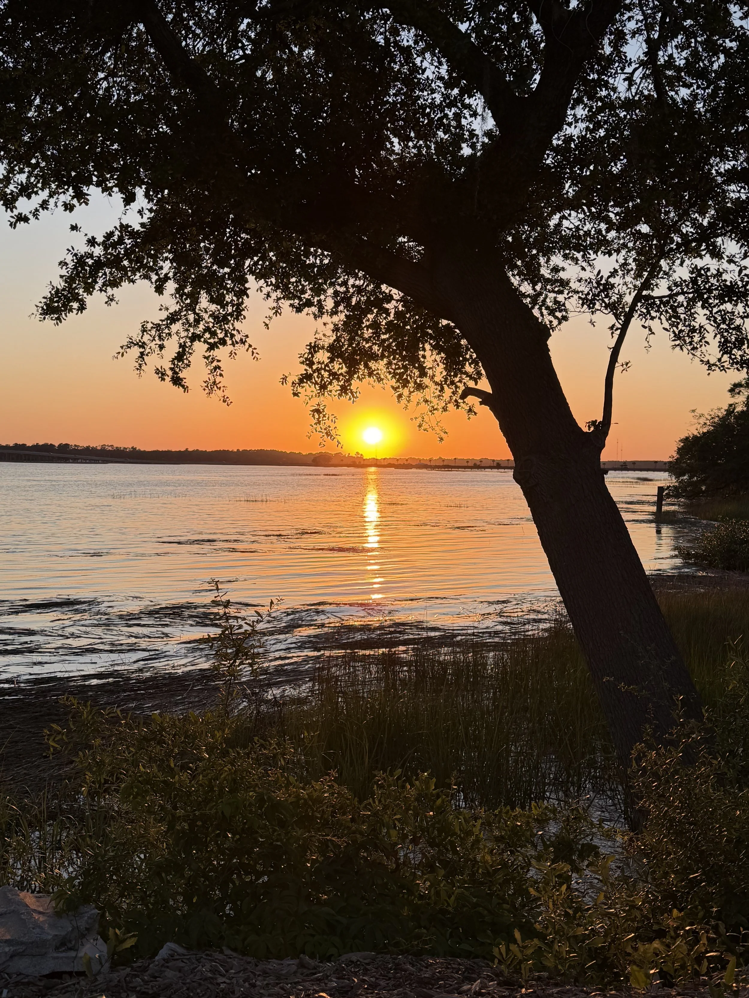 Sunset over a river with a large tree in the foreground and greenery along the shore.