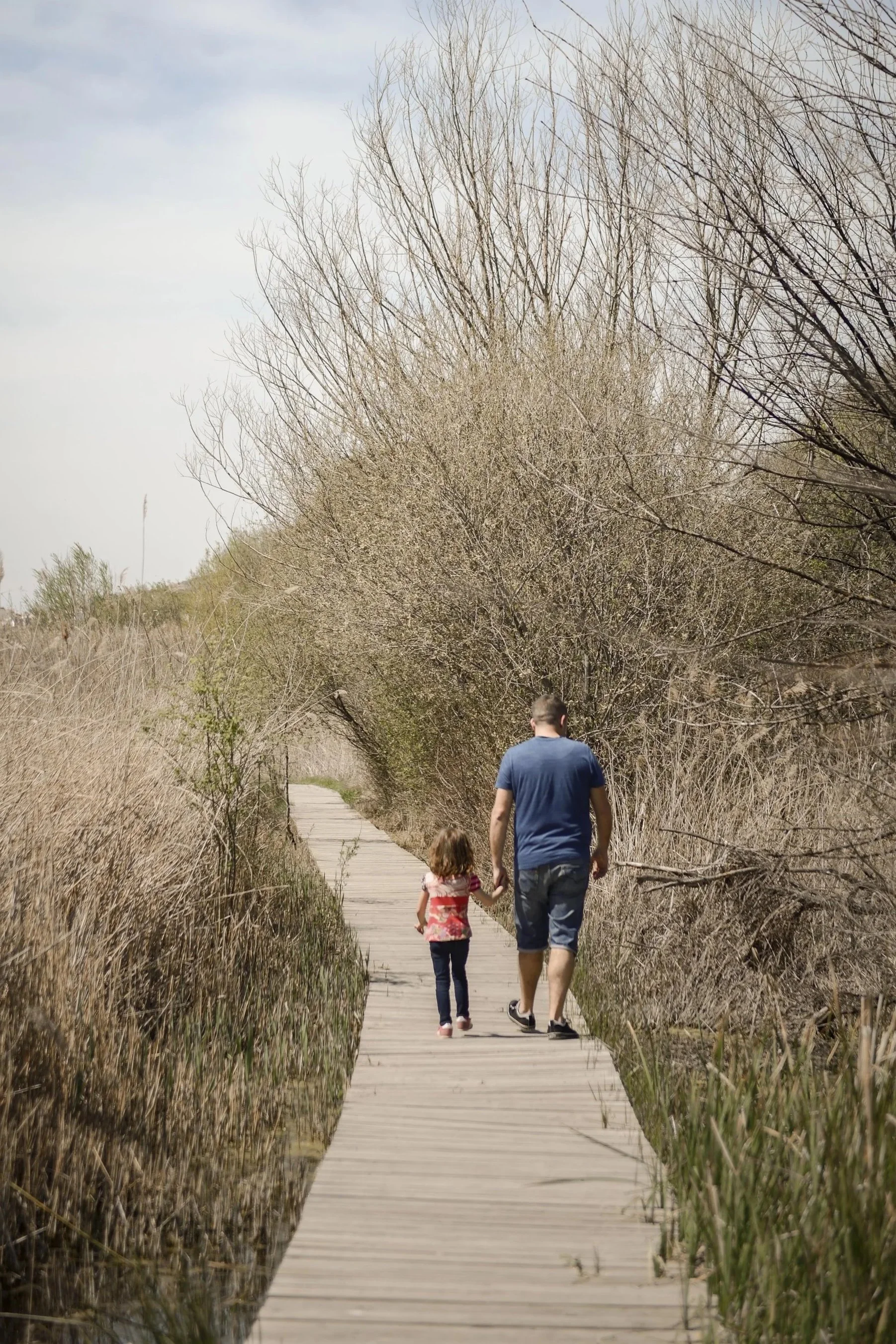 A man and a little girl walking hand in hand on a wooden boardwalk through a marshy area with dry tall grass and leafless trees.