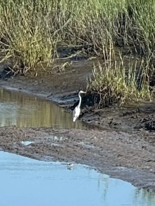 A heron standing at the edge of a muddy riverbank near tall green grasses.