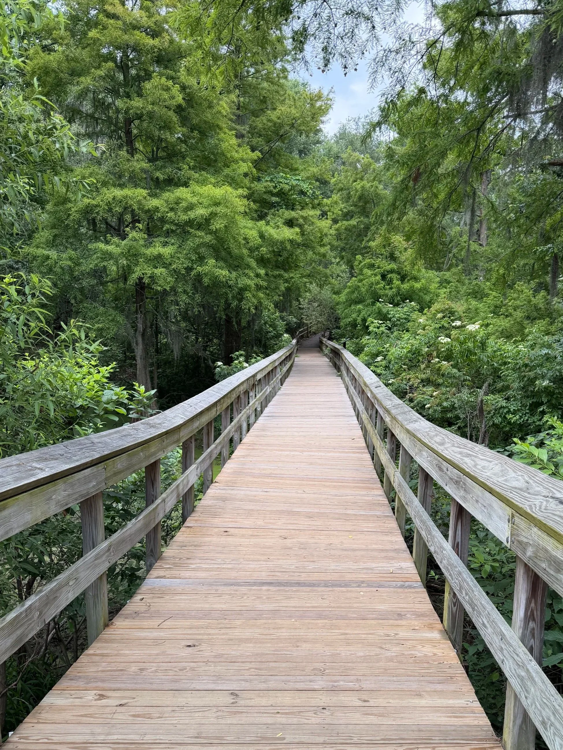 A wooden boardwalk surrounded by lush green trees and foliage in a forest.