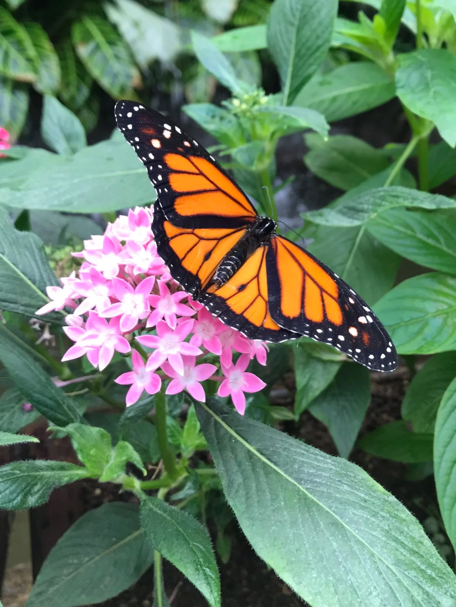 A Monarch butterfly perched on pink flowers among green foliage.