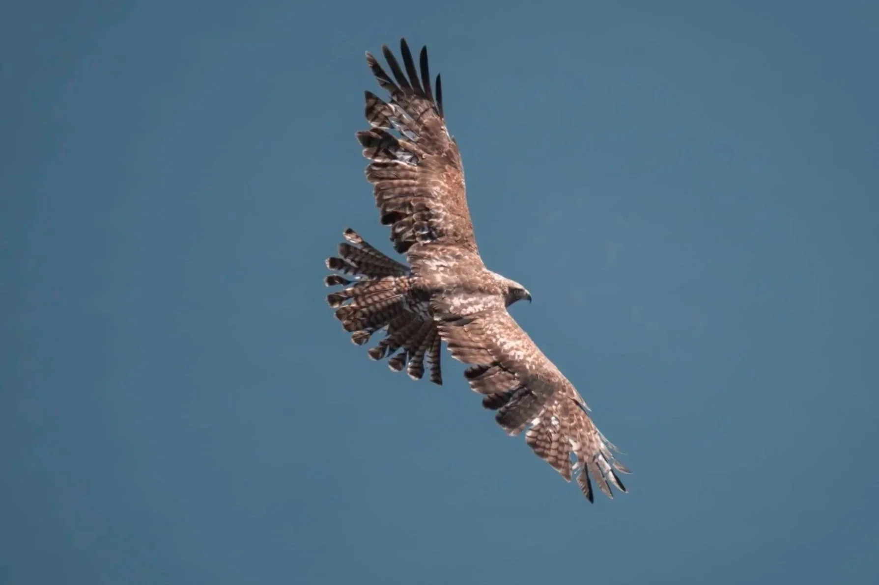A hawk soaring through the sky with its wings spread wide.