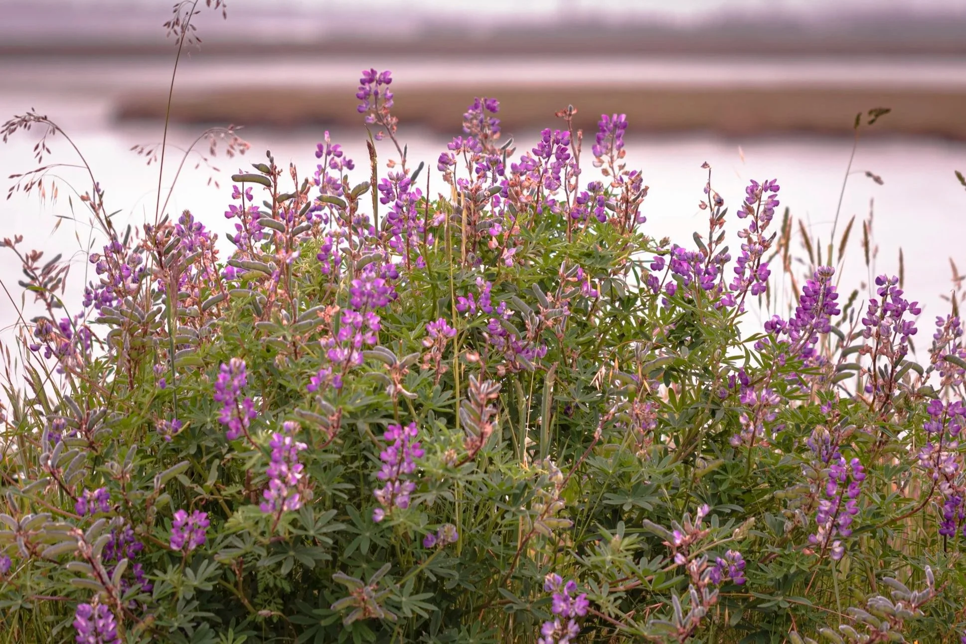 A dense cluster of purple wildflowers with slender green leaves in the foreground, blurred water and sky in the background.