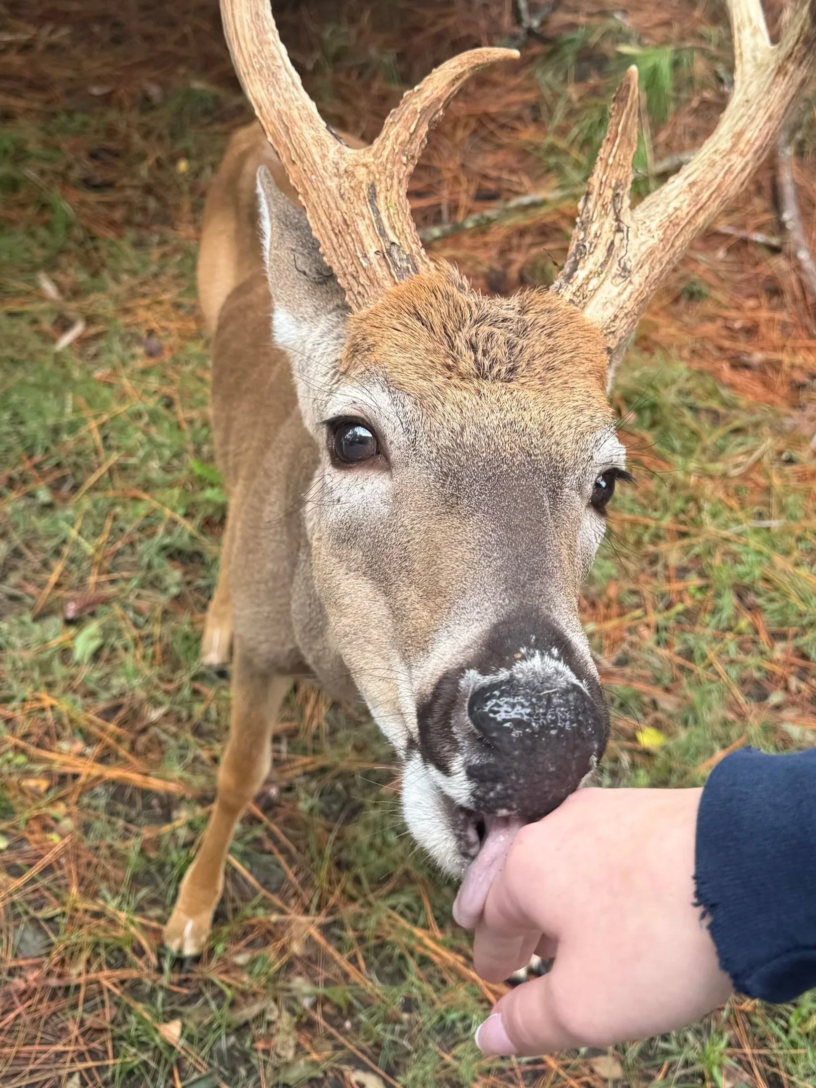 Close-up of a deer with large antlers being fed by a person with a hand extending from the bottom right corner.