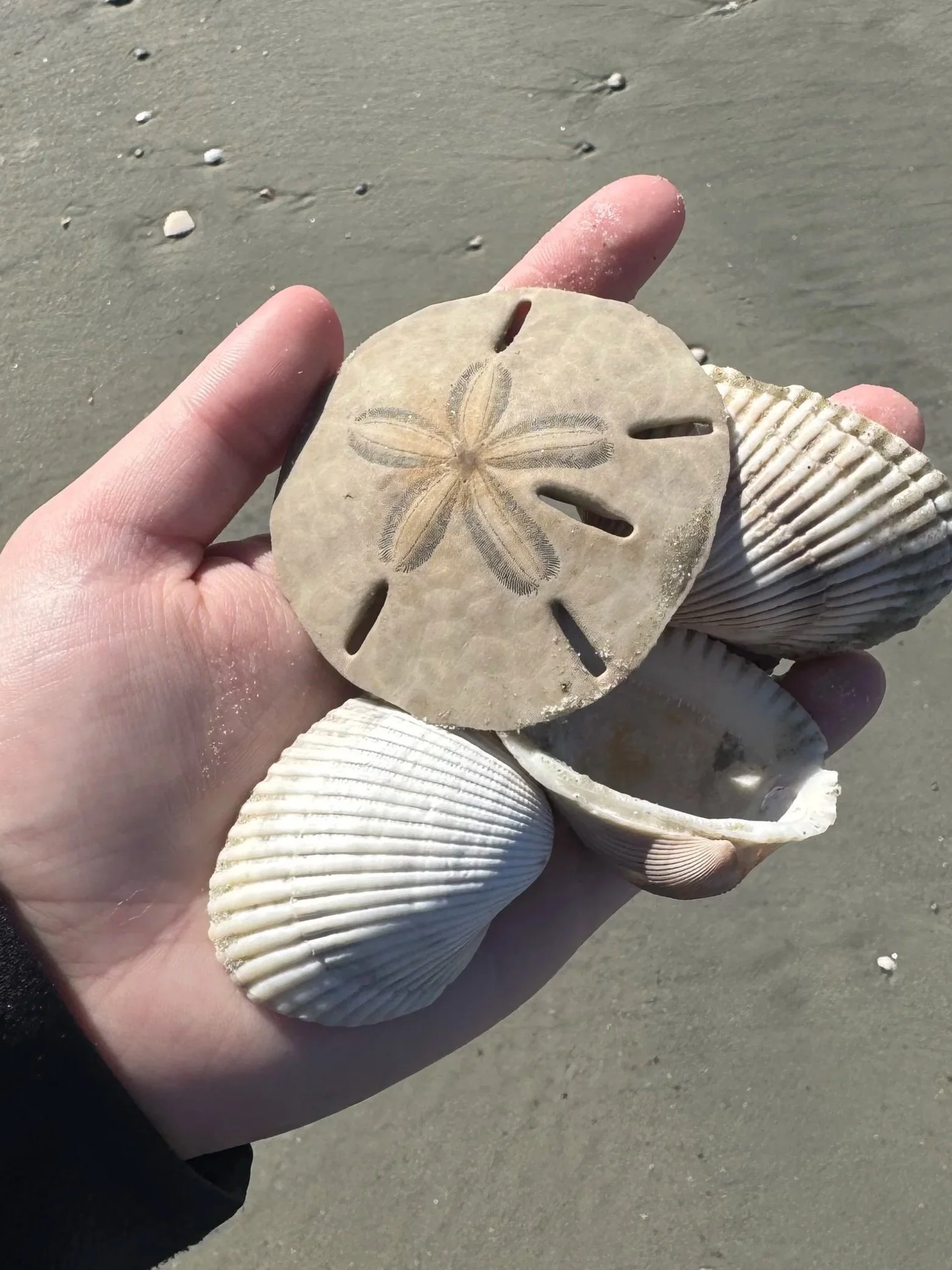 Person holding a round seashell with a starfish embedded in it, on a sandy beach.